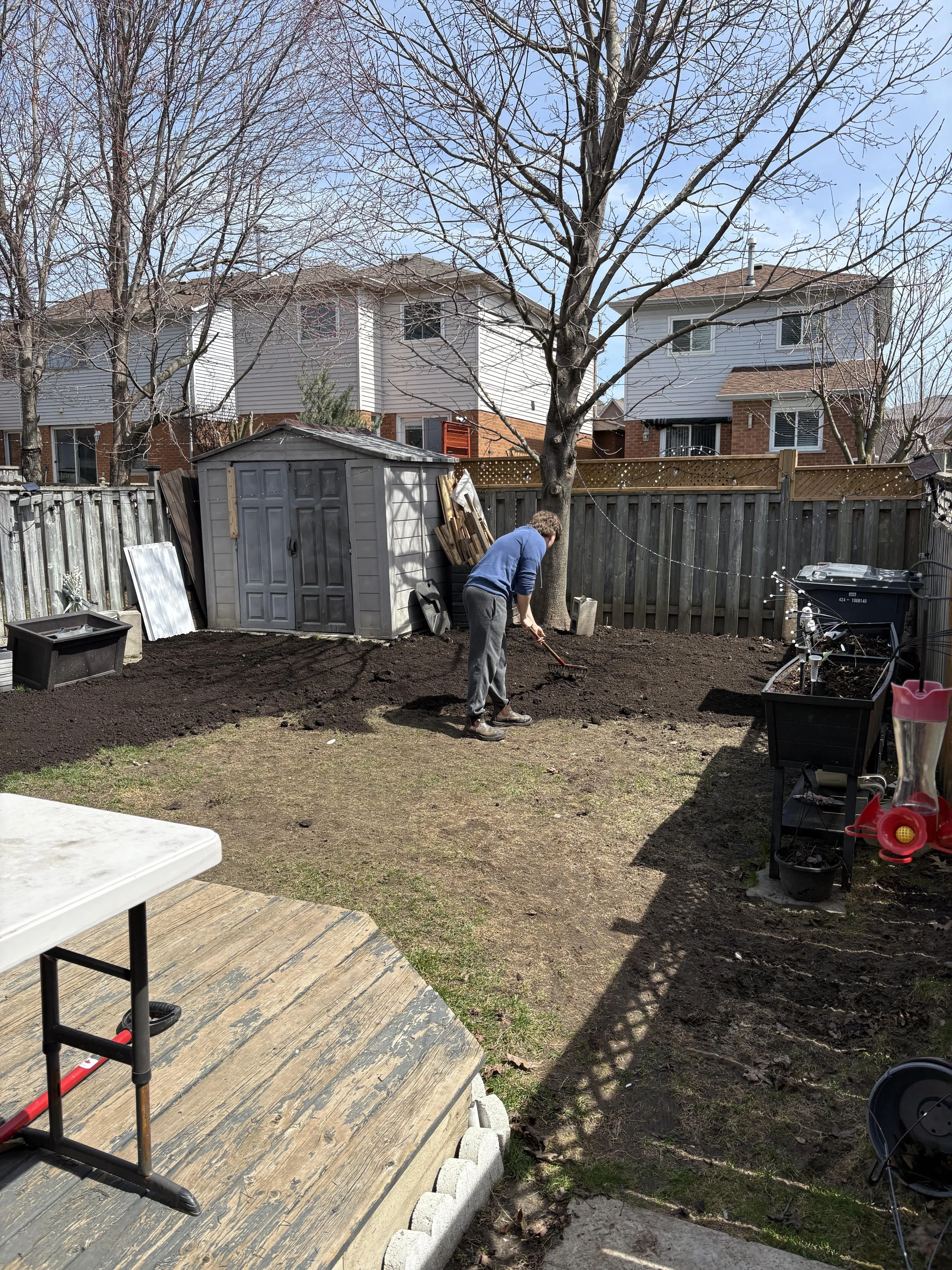 A person raking soil in a backyard with a tree, shed, fence, and houses in the background.