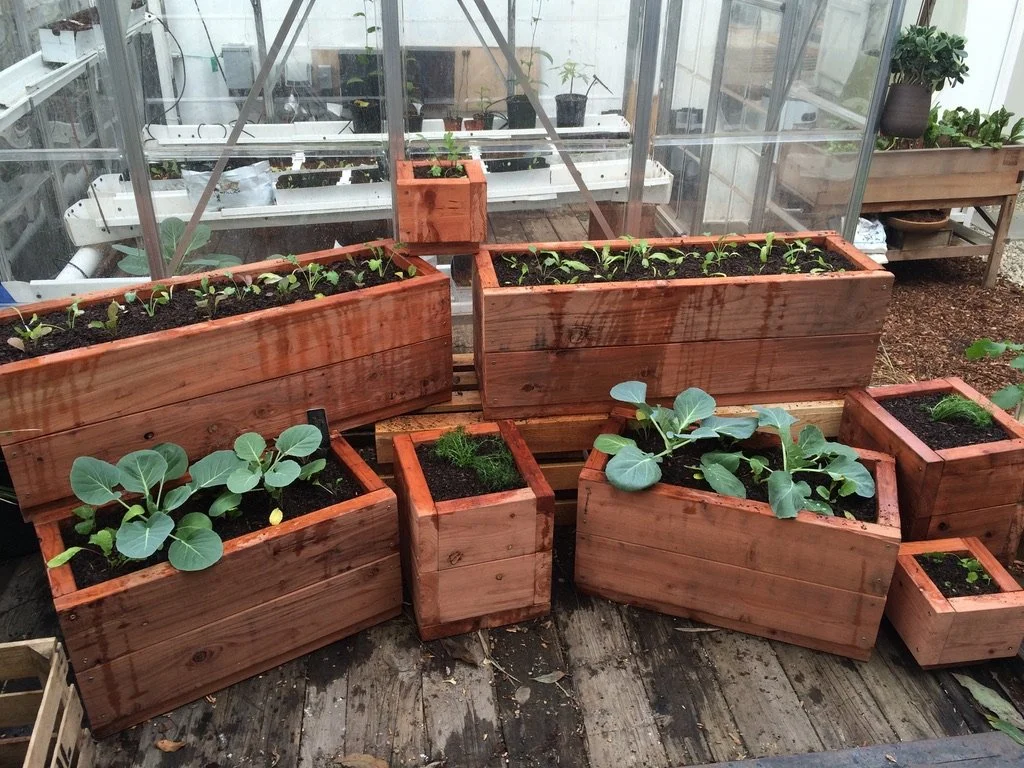 Custom-built wooden raised garden beds planted with seasonal vegetables at a retail storefront