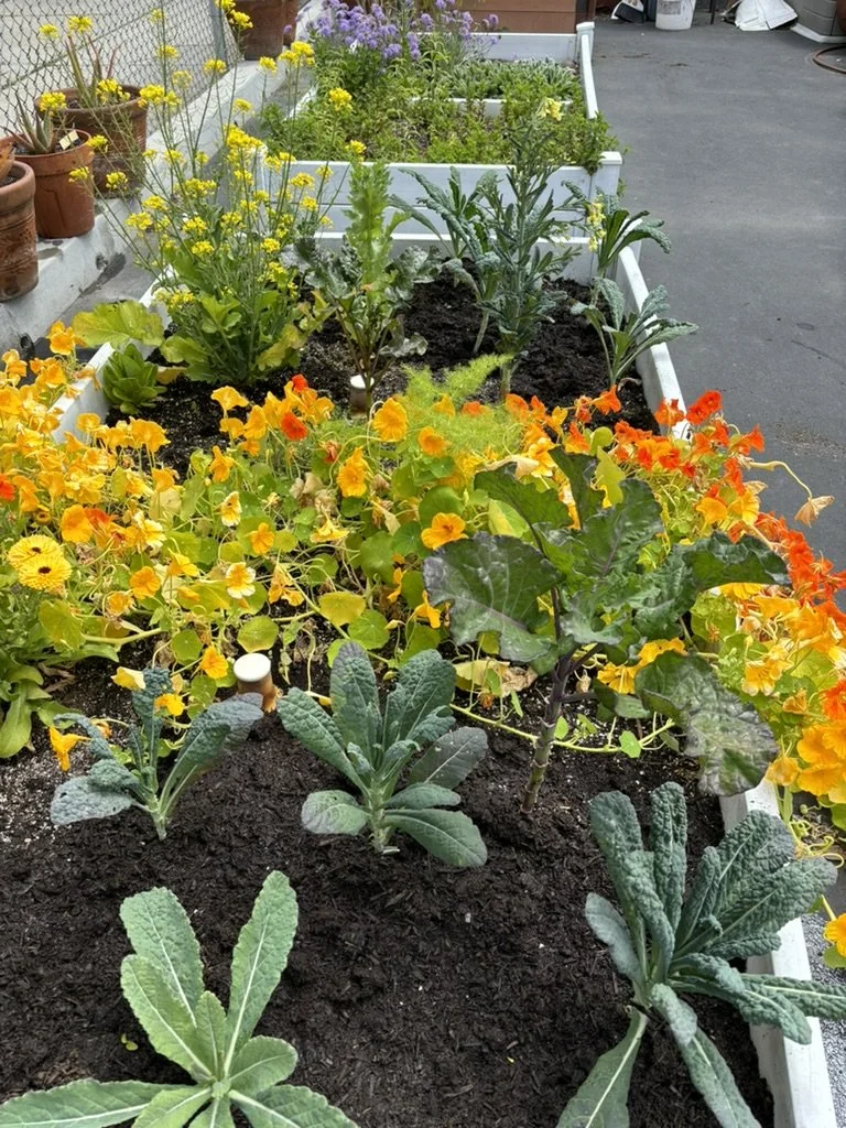 Mar Vista Elementary Growing Garden