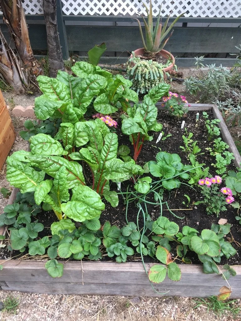 Backyard Garden