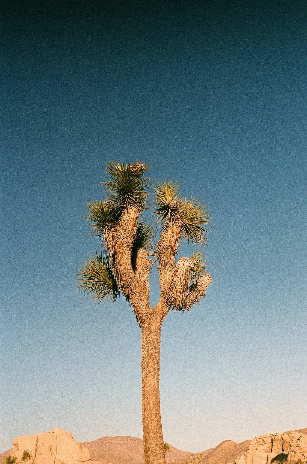 A Joshua tree with a clear blue sky and desert mountains in the background.