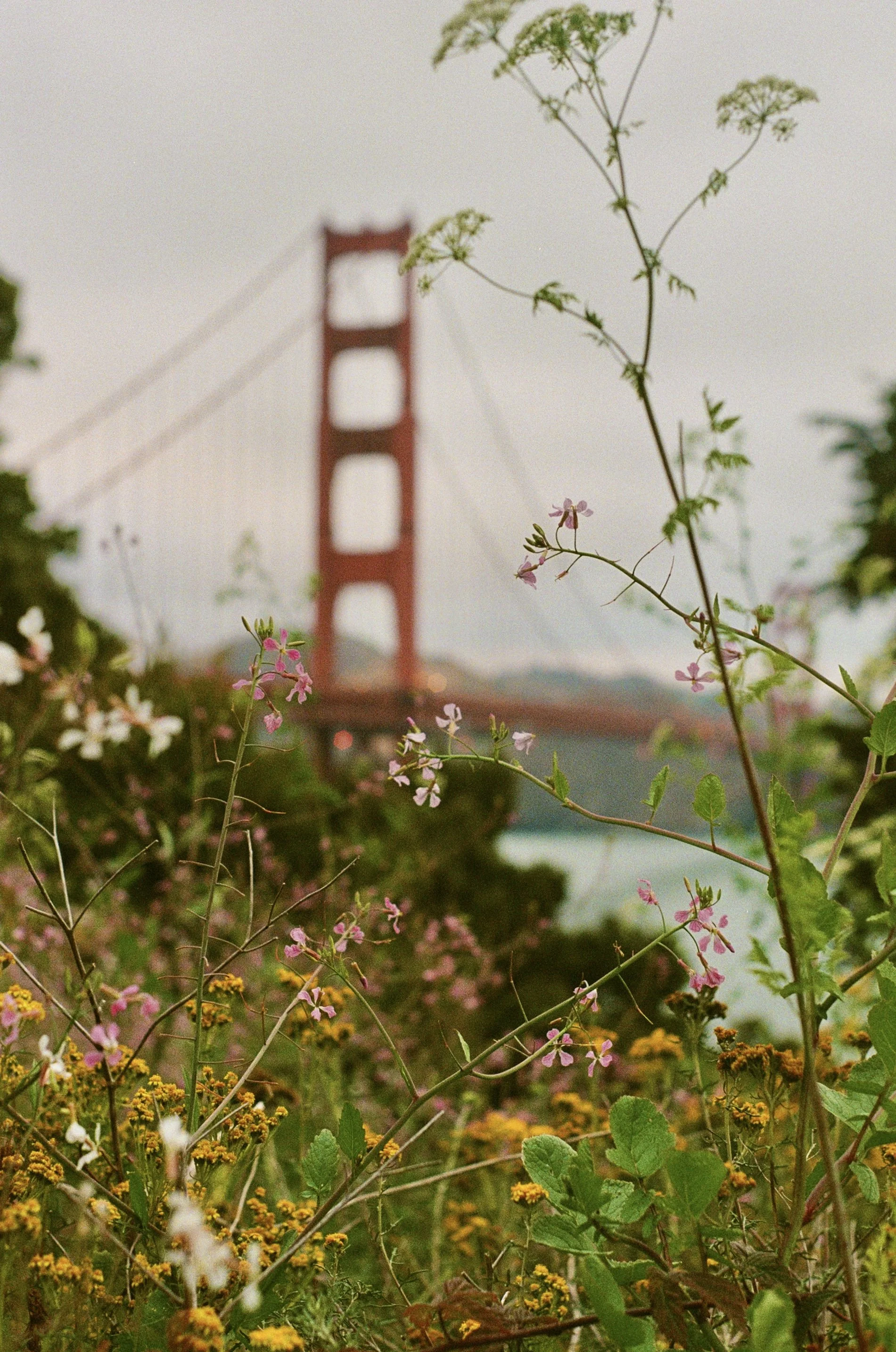 Flowers and greenery in foreground with the Golden Gate Bridge in the background.
