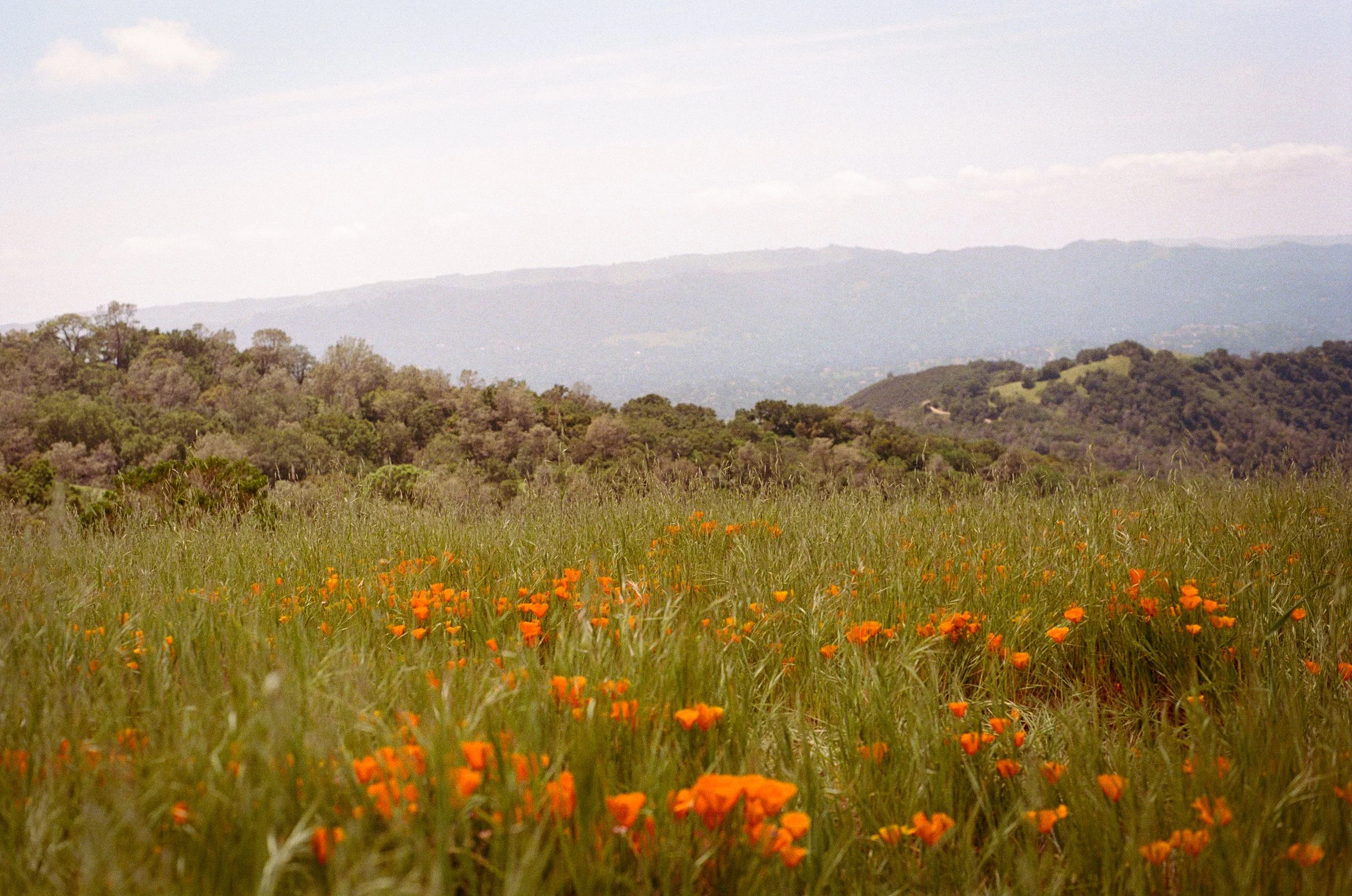 A landscape scene with a foreground of green grass and orange California poppies, rolling hills with dense green trees, and a distant mountain range under a partly cloudy sky.
