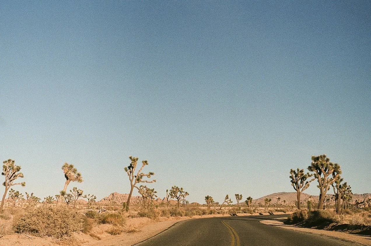 A desert landscape with Joshua trees along a curving paved road under a clear blue sky.