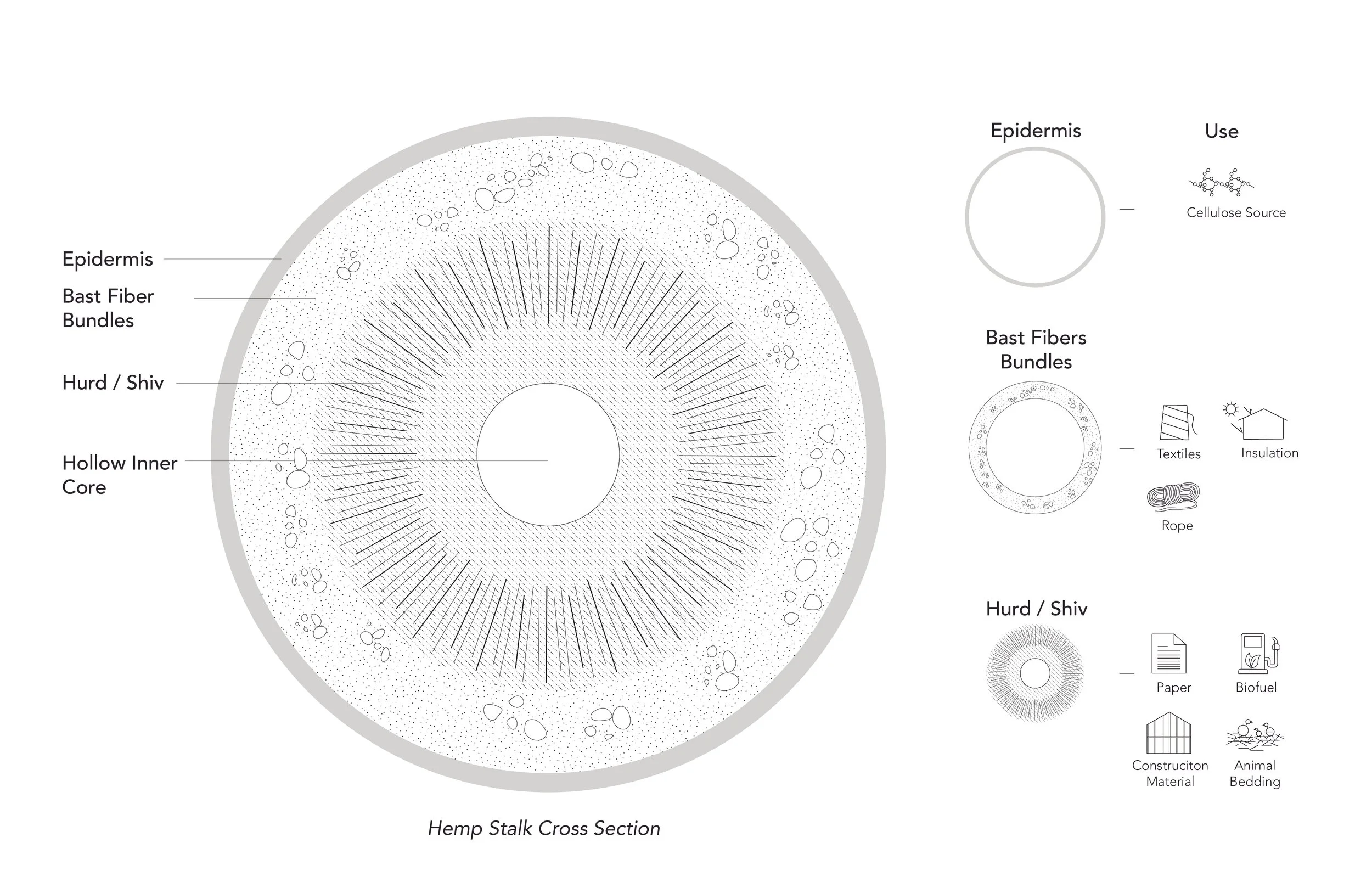 hempcrosssectionavenir [Converted].jpg