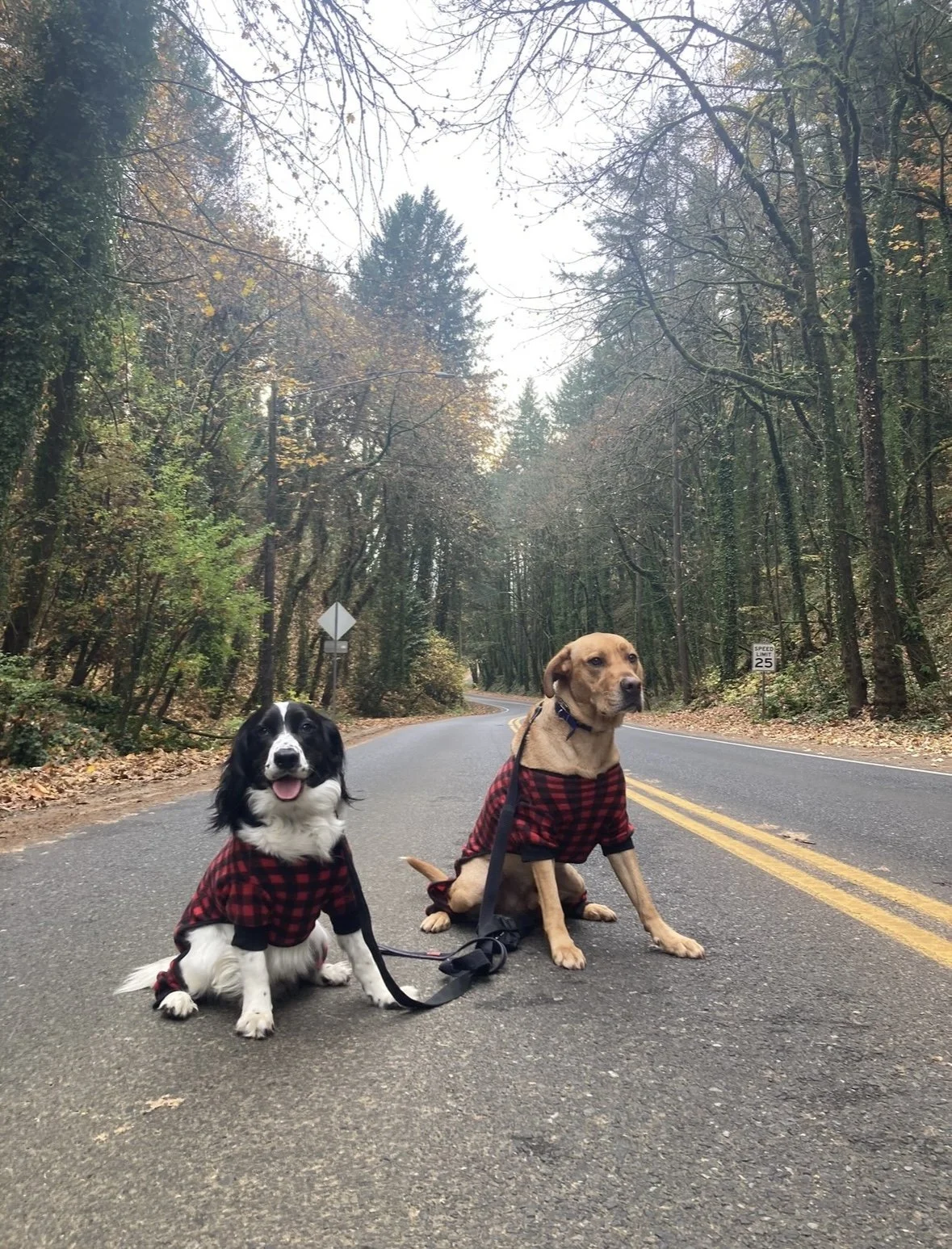 From Brat To Brilliance