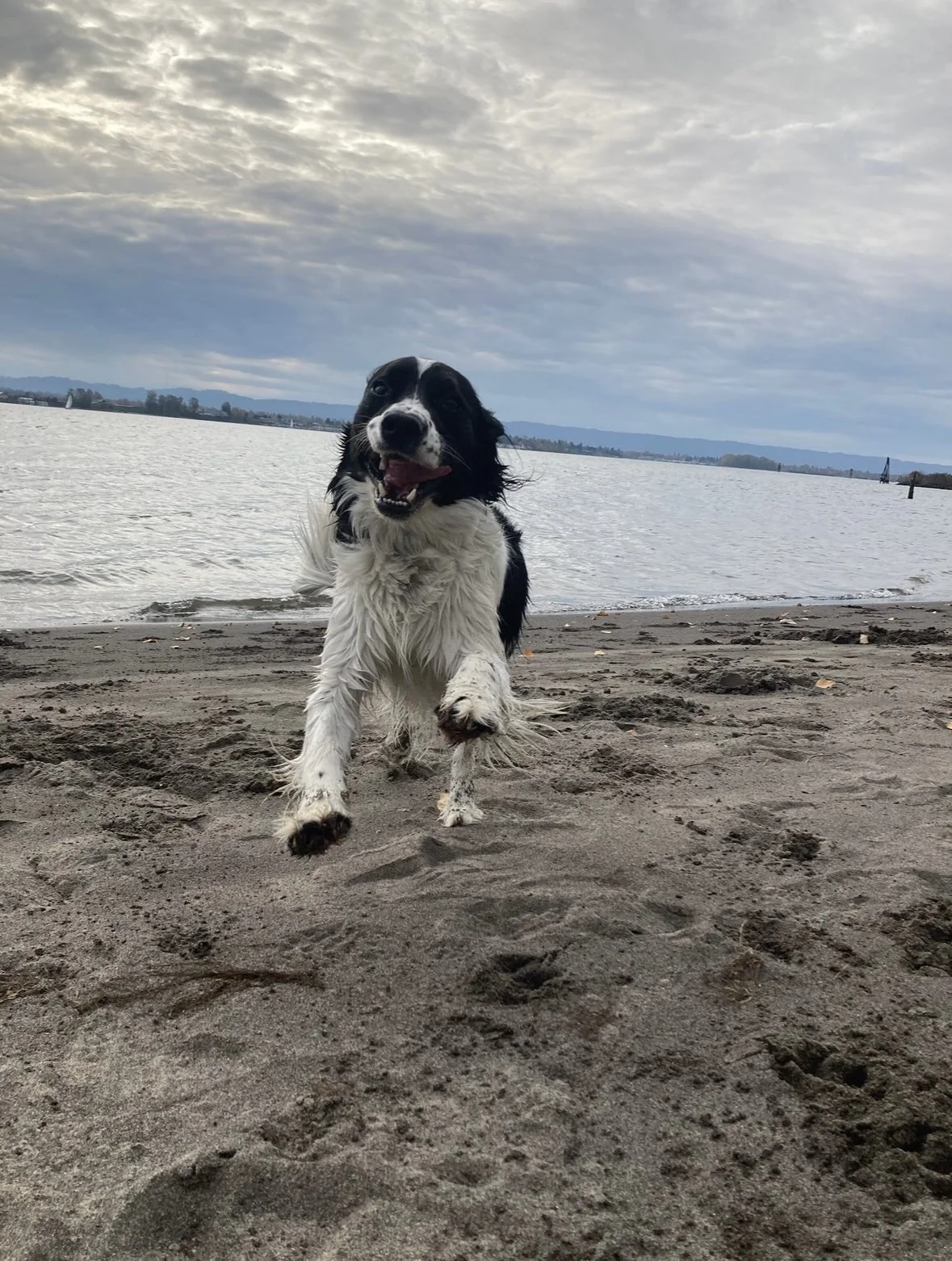 Off-Leash Like A Boss