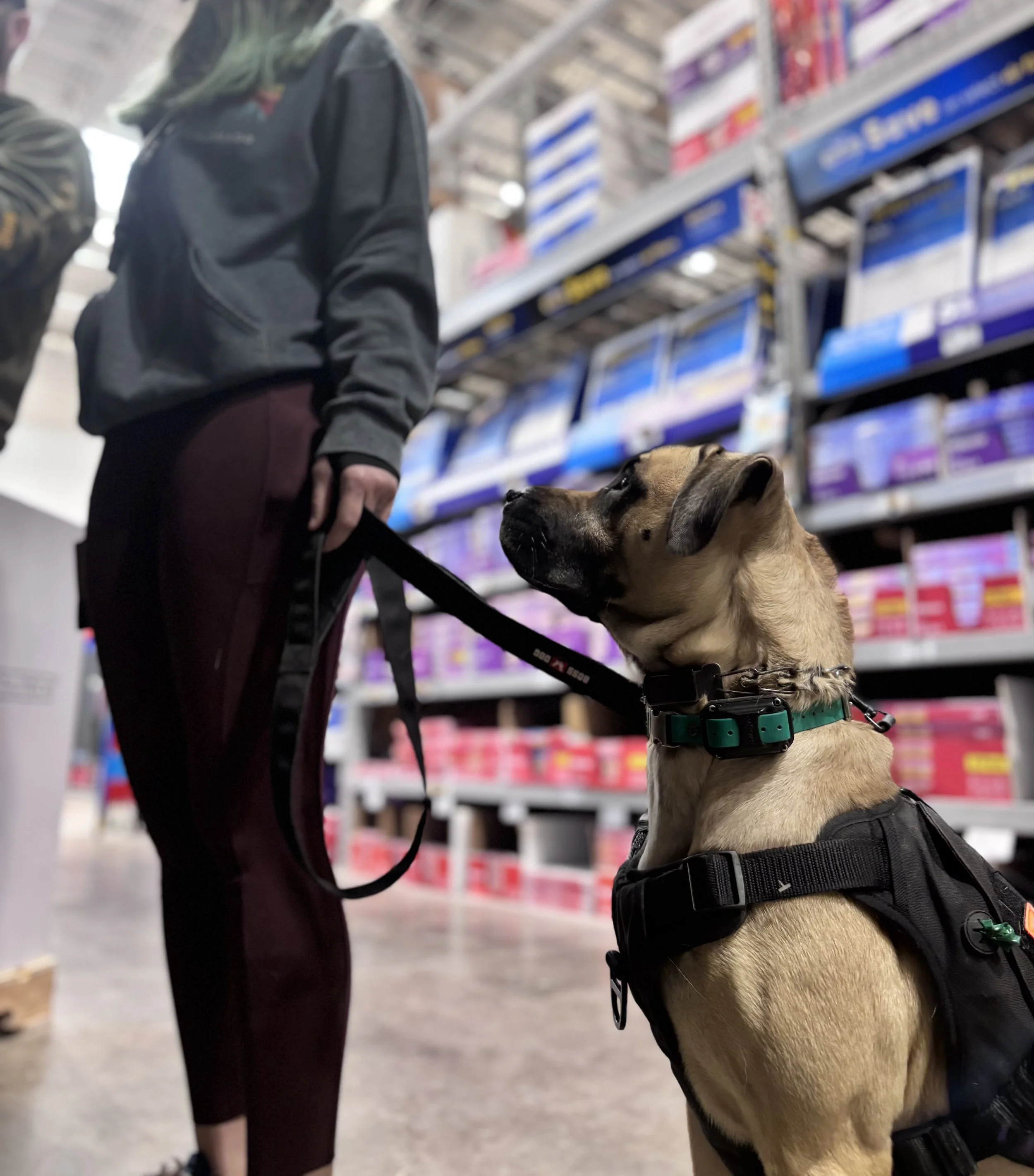 loose leash, no drama