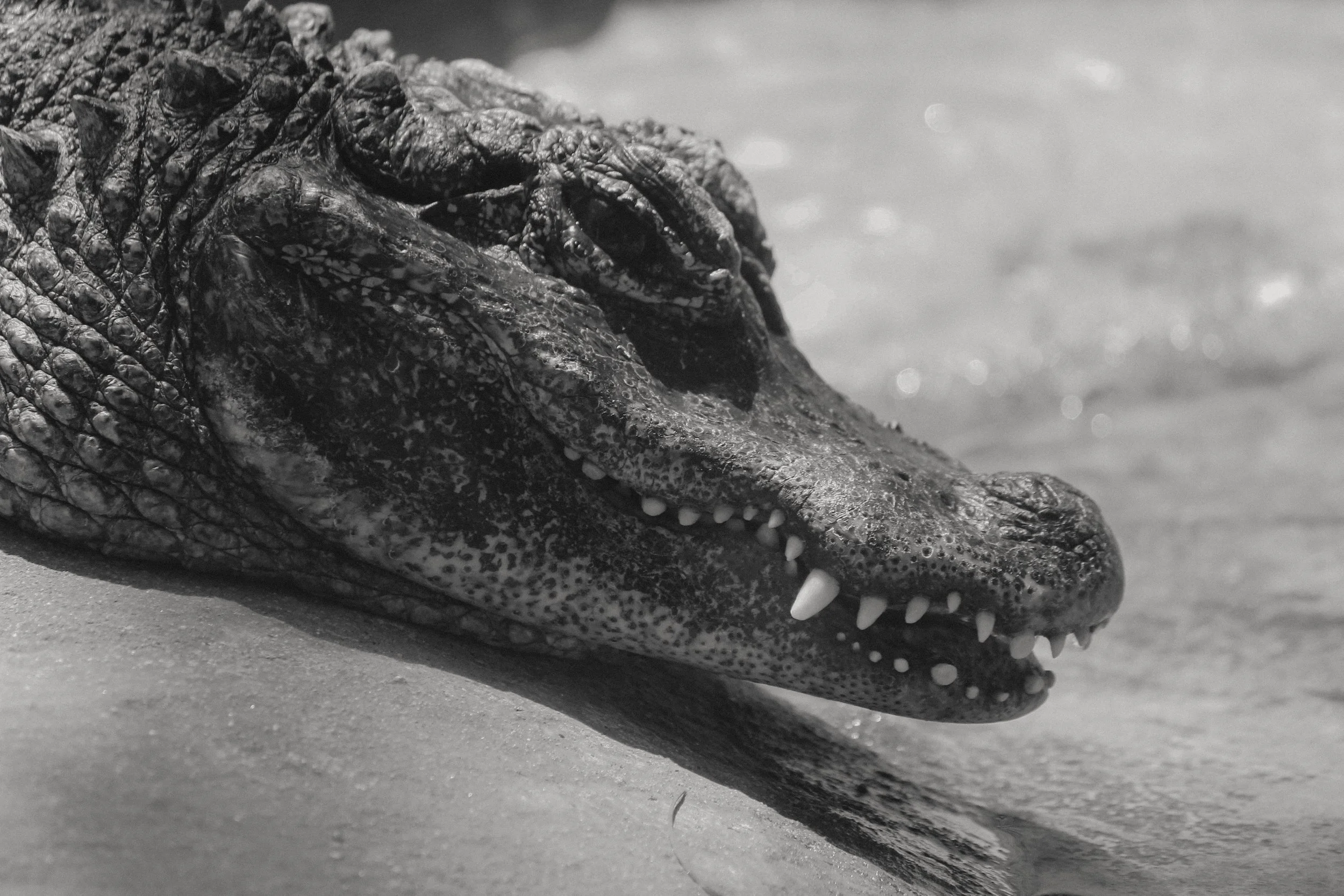 2023 Zoo Alligator or Croc You Decide.jpg