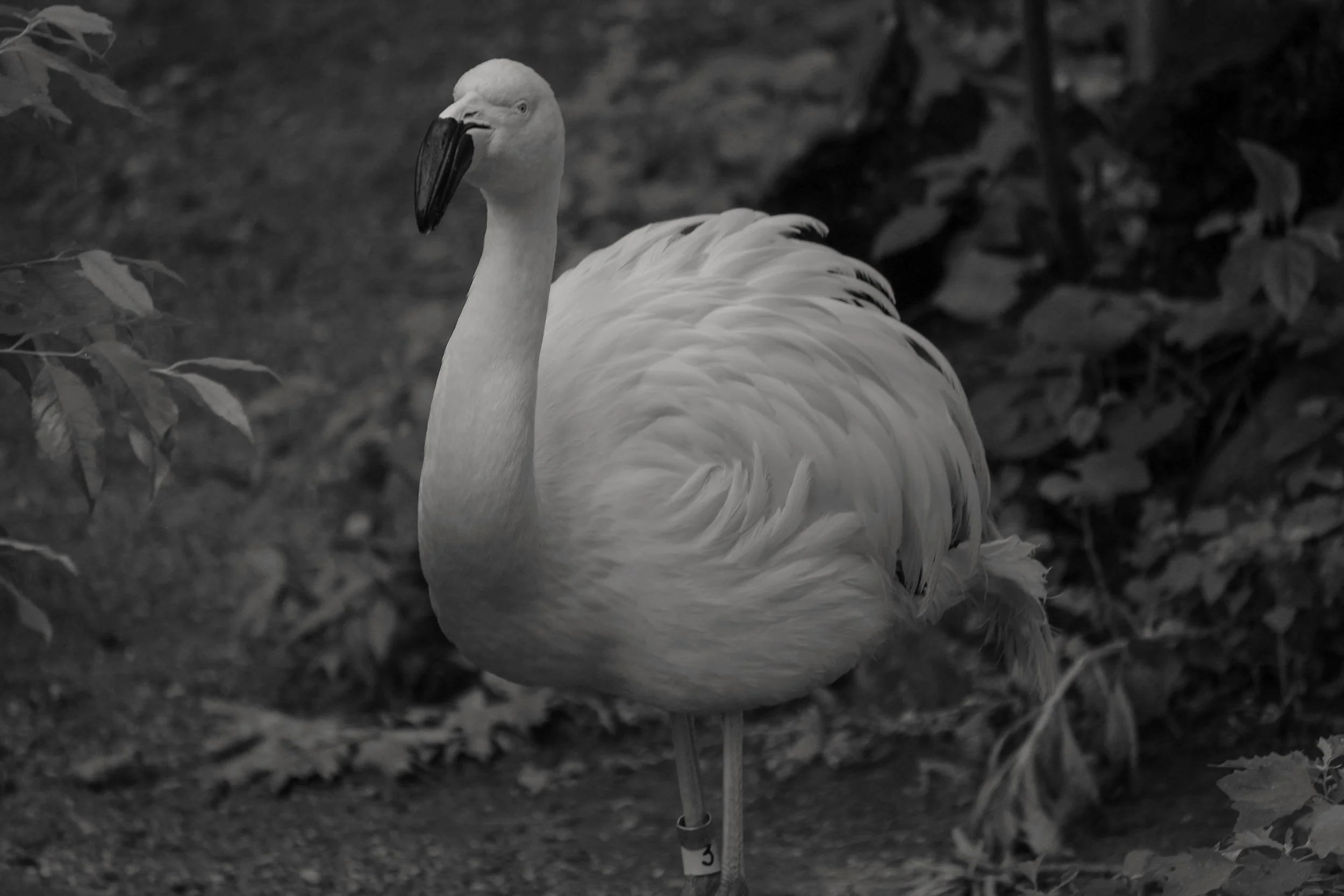 2013 Zoo Flamingo.jpg