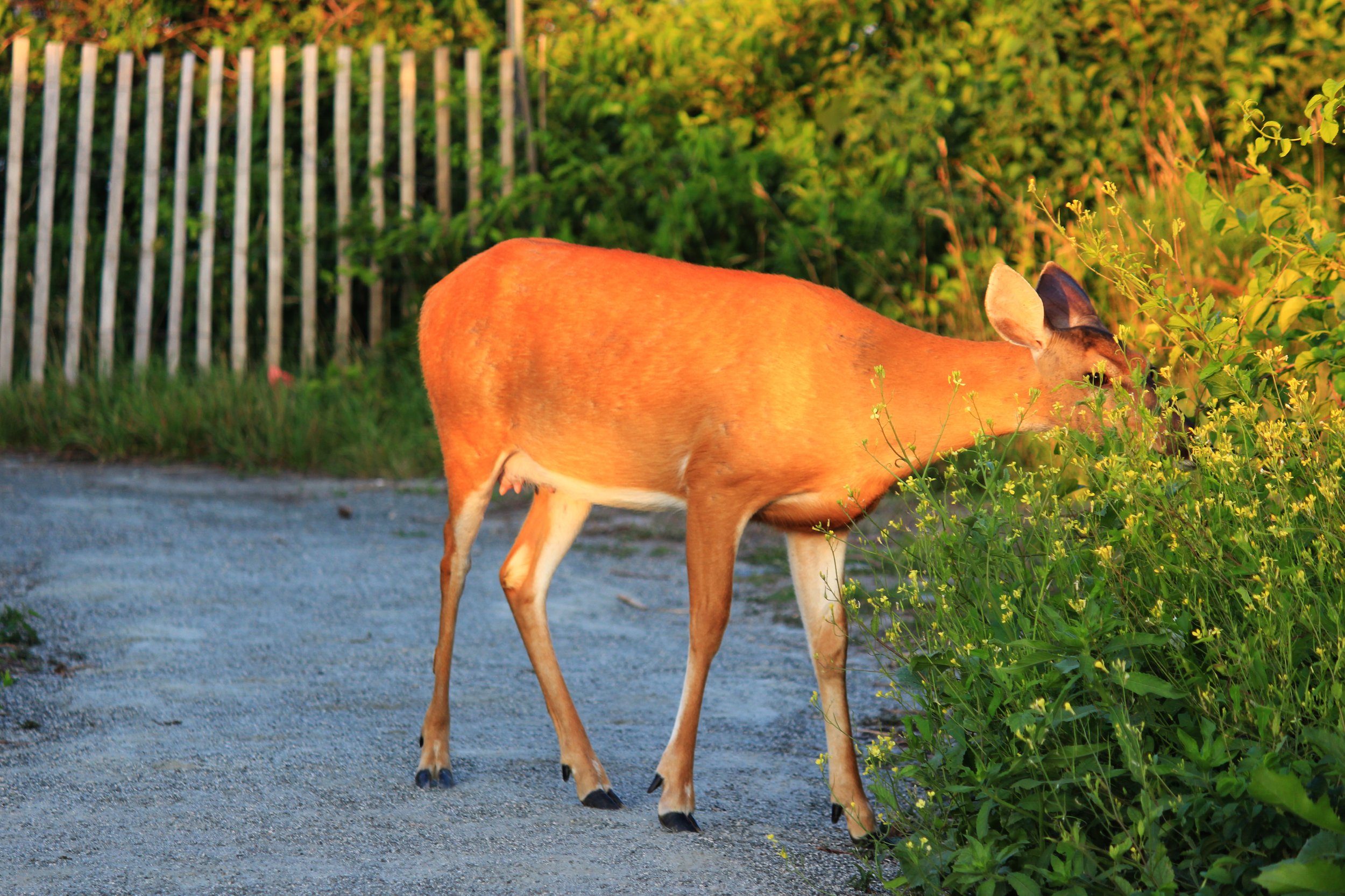 2013 Rhode Island Deer.jpg