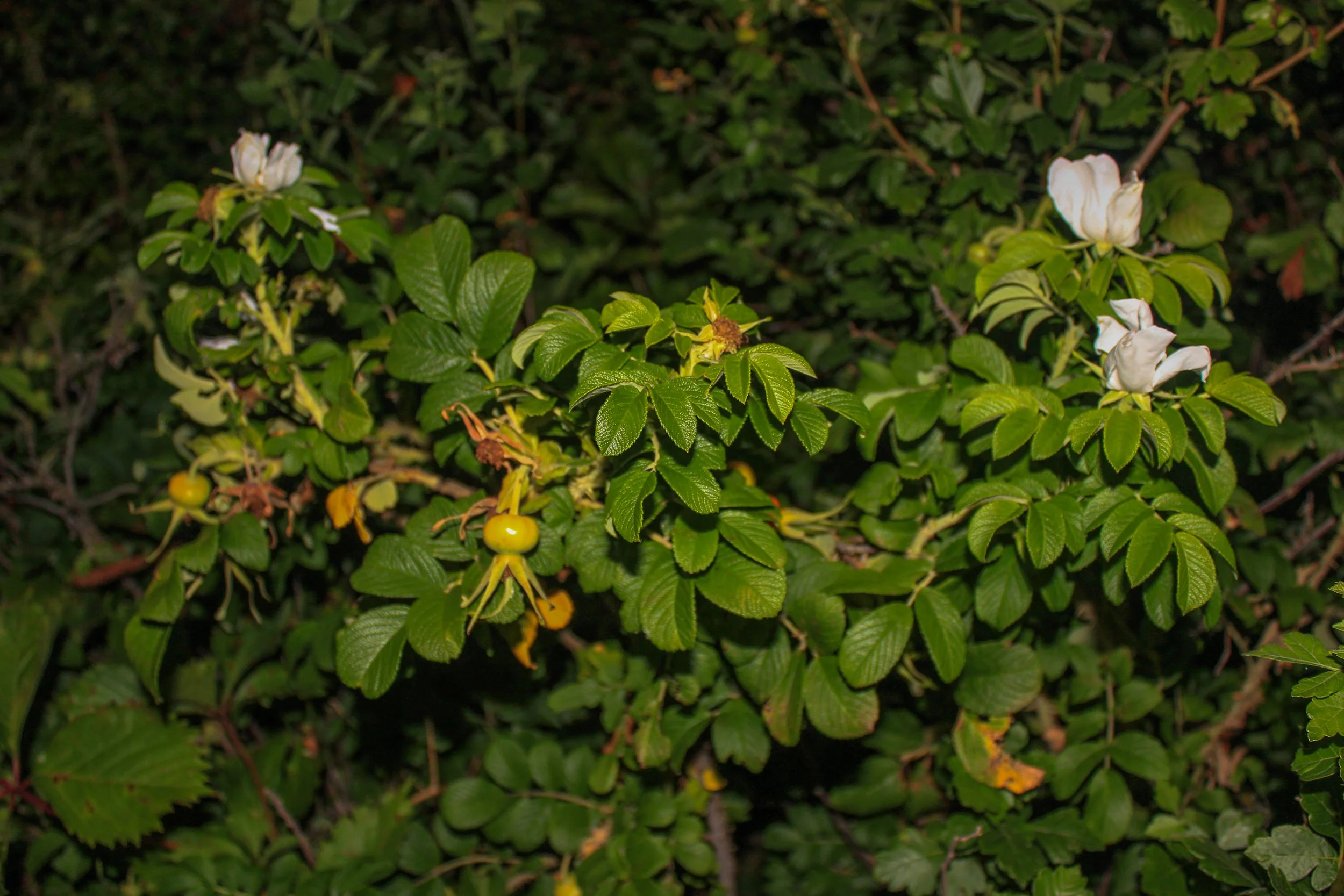 Foliage at Deer Island