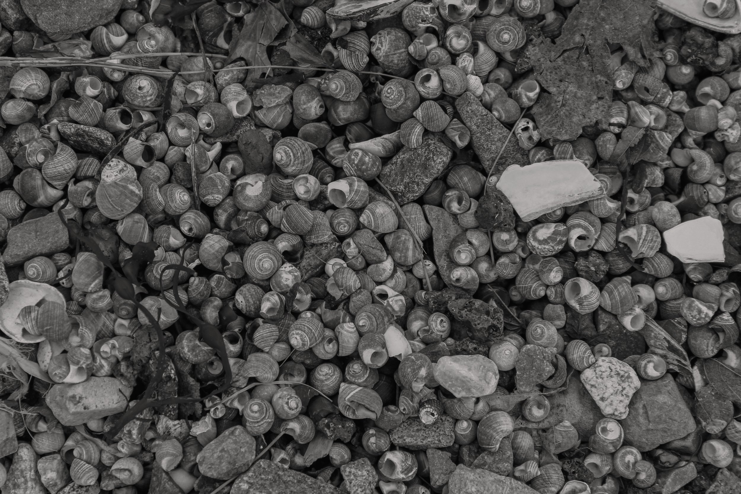 Shells and Rocks in Salem, MA