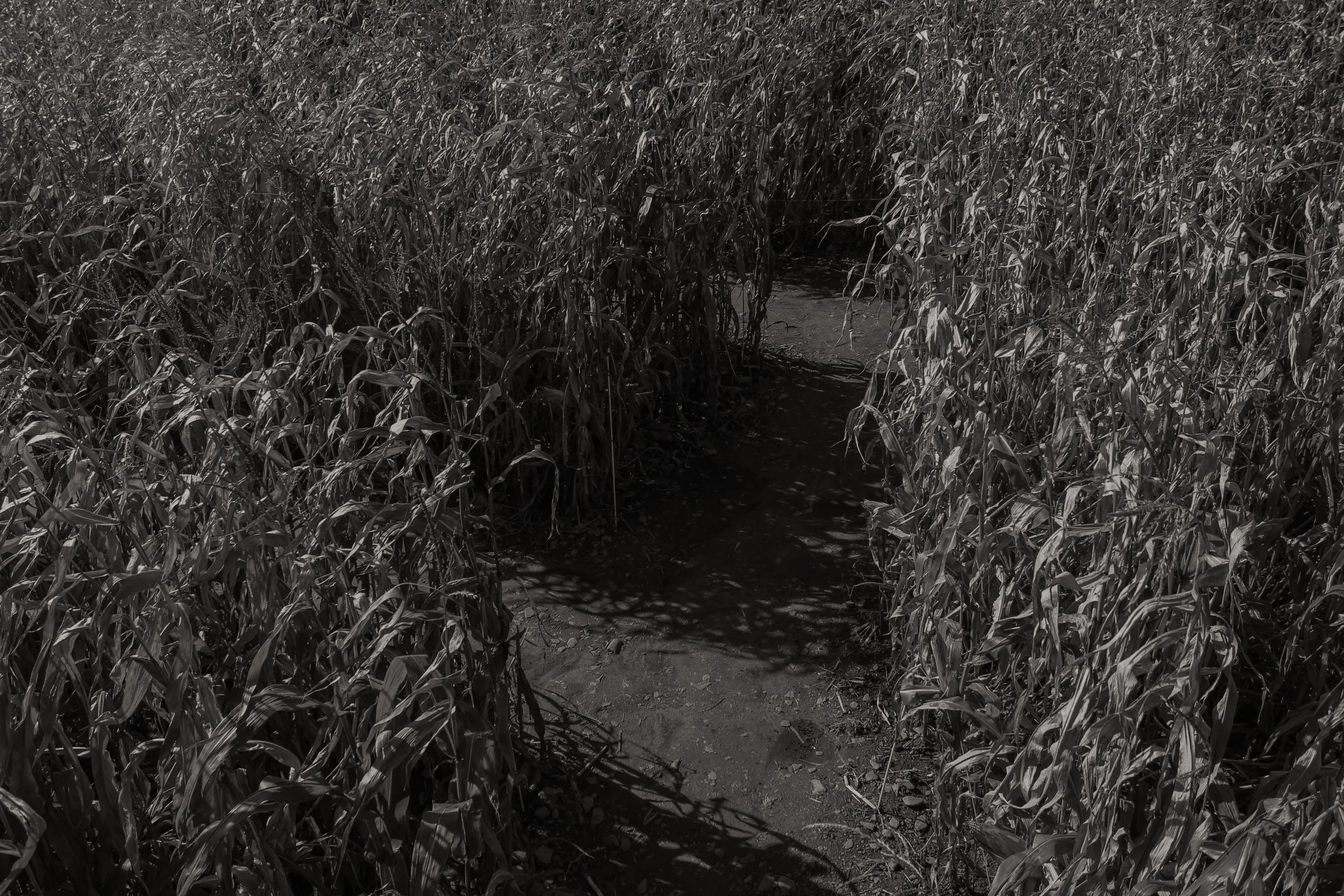 2011 Corn Maze.jpg