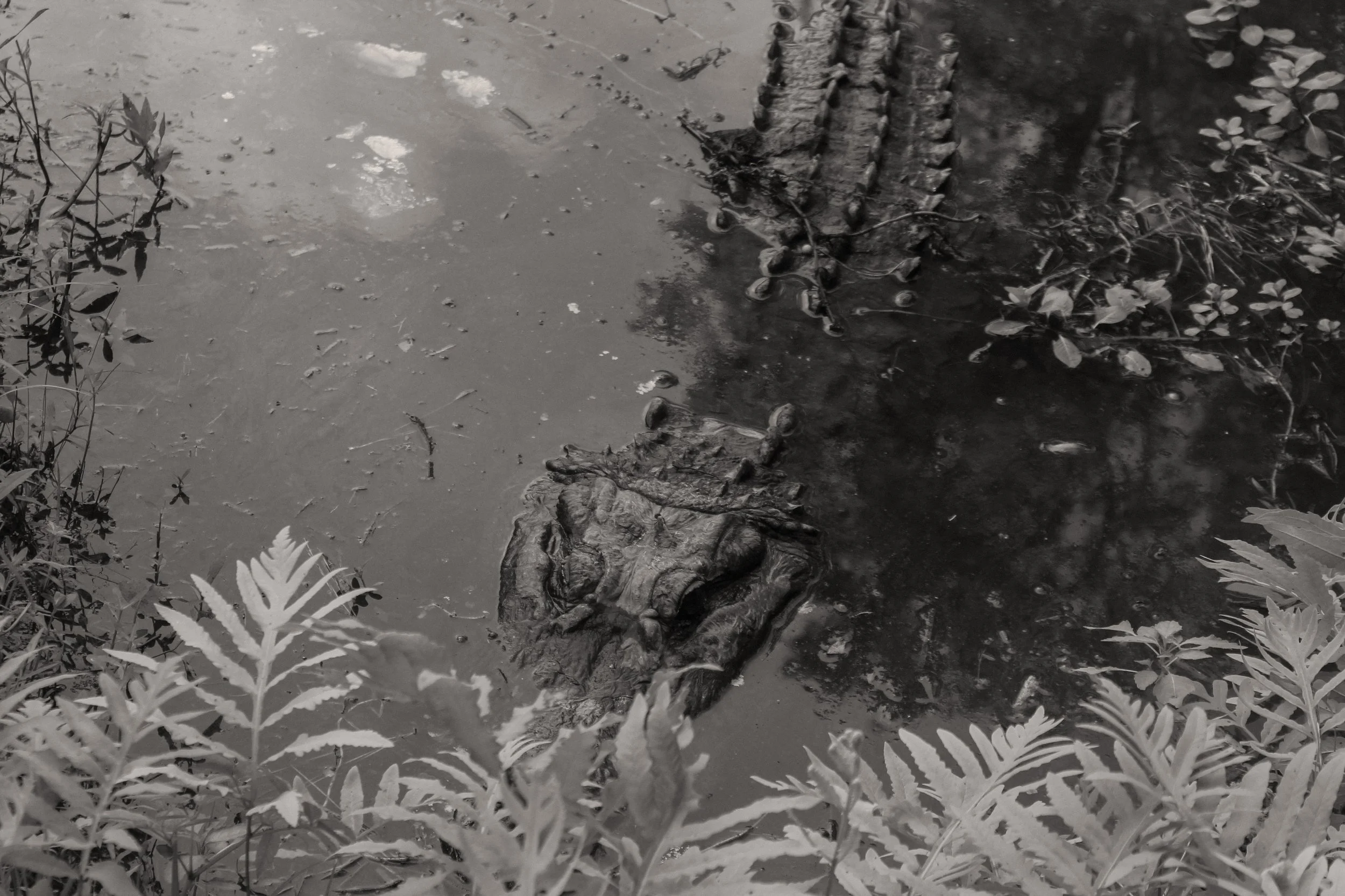 2014 Garden Croc.jpg