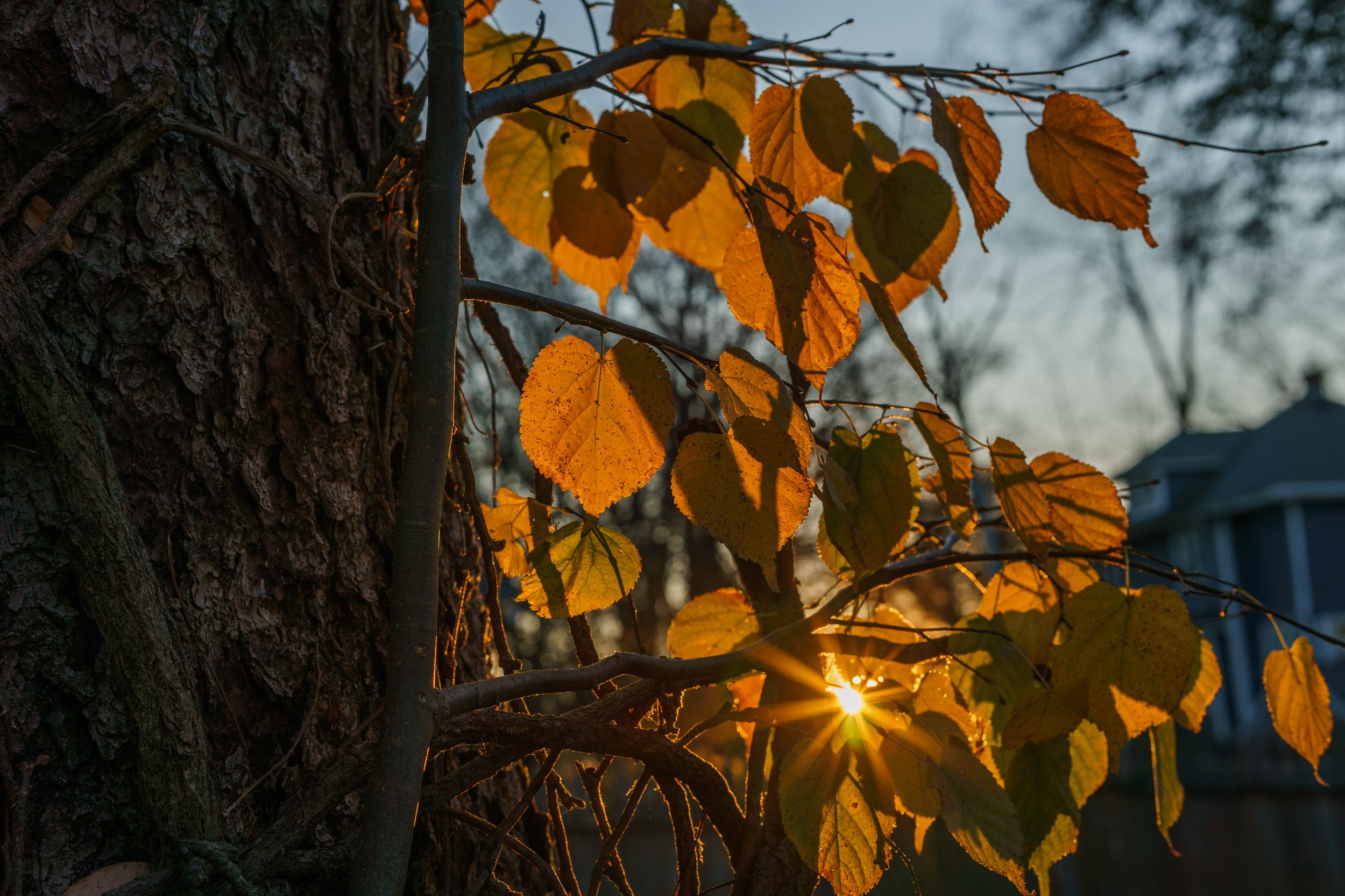 Glint in the morning during fall