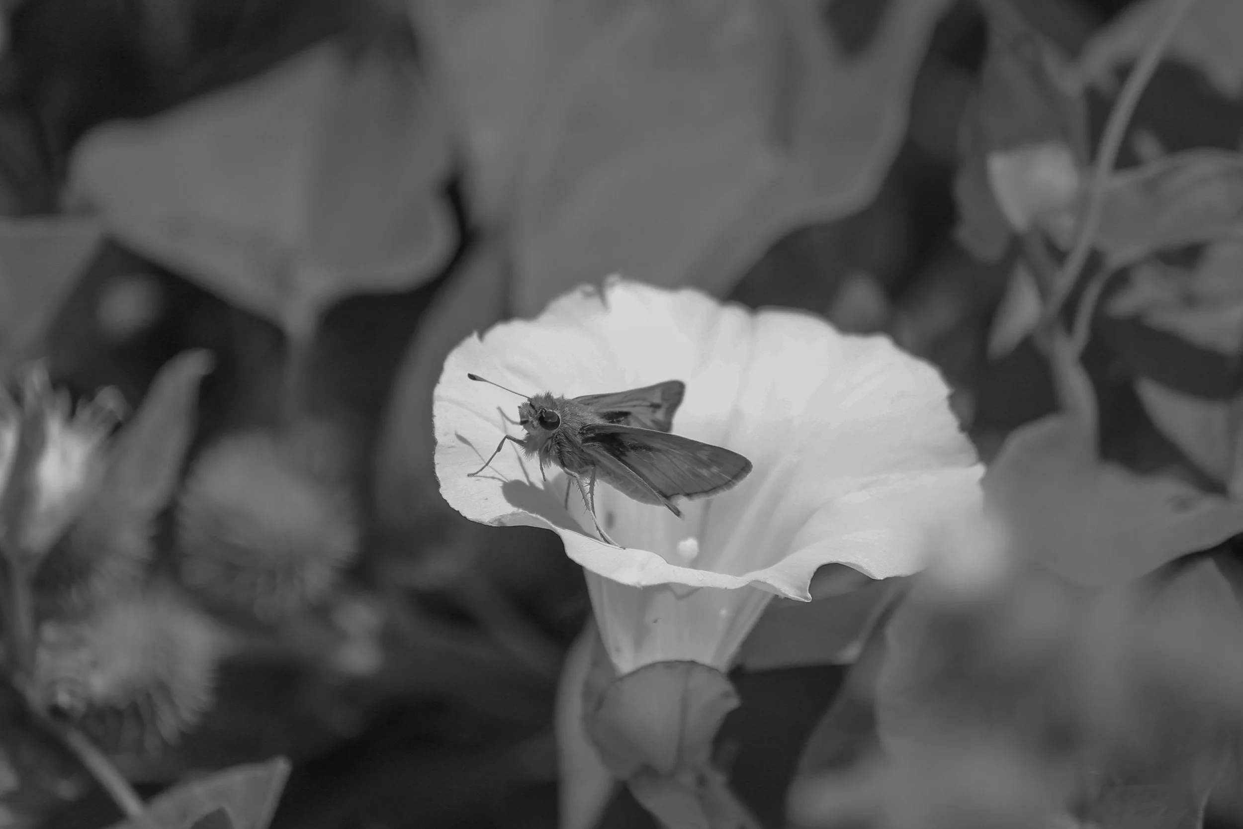 2023 Breakers Moth.jpg