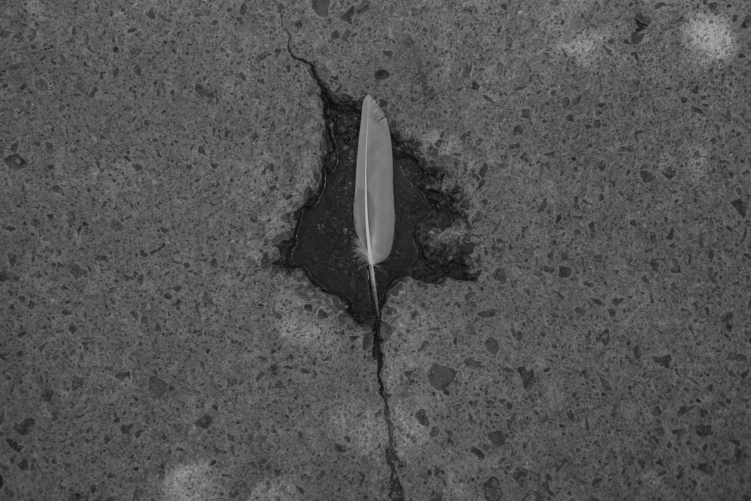 2024 A Single Feather in Montréal / 2024 Une seule plume à Montréal