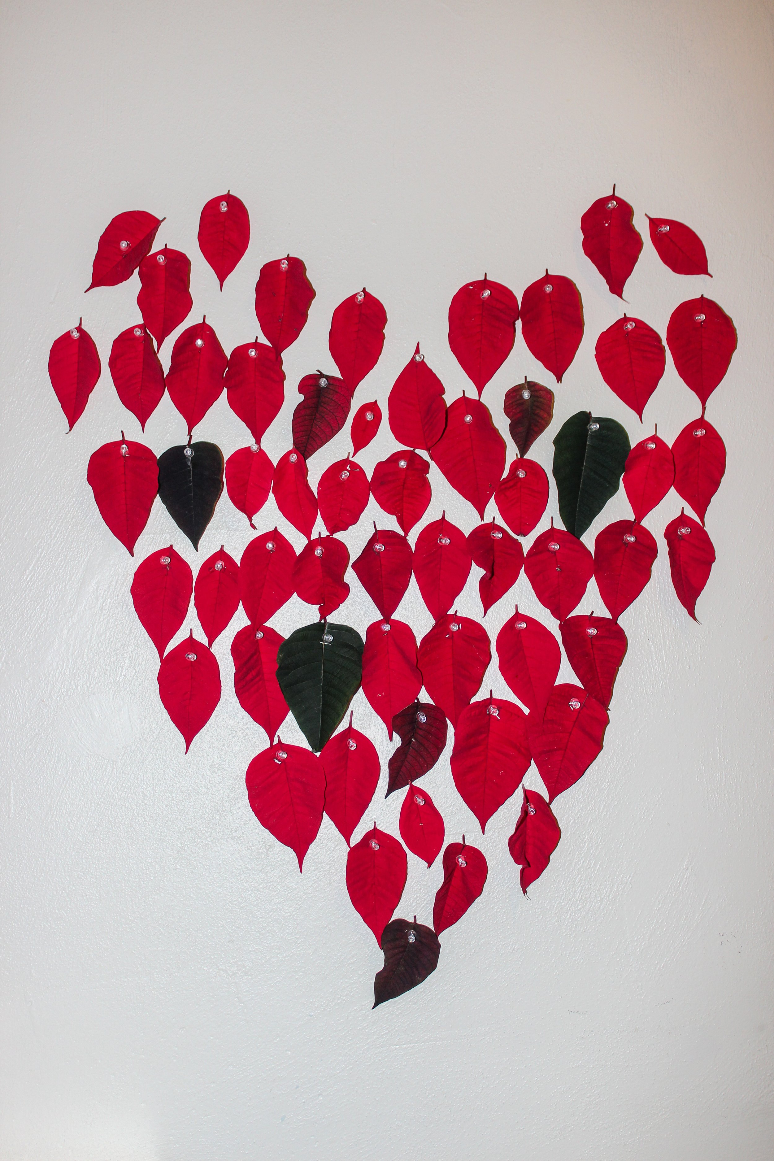Heartly knew ye, poinsettia leaves tacked to the wall in the shape of a heart