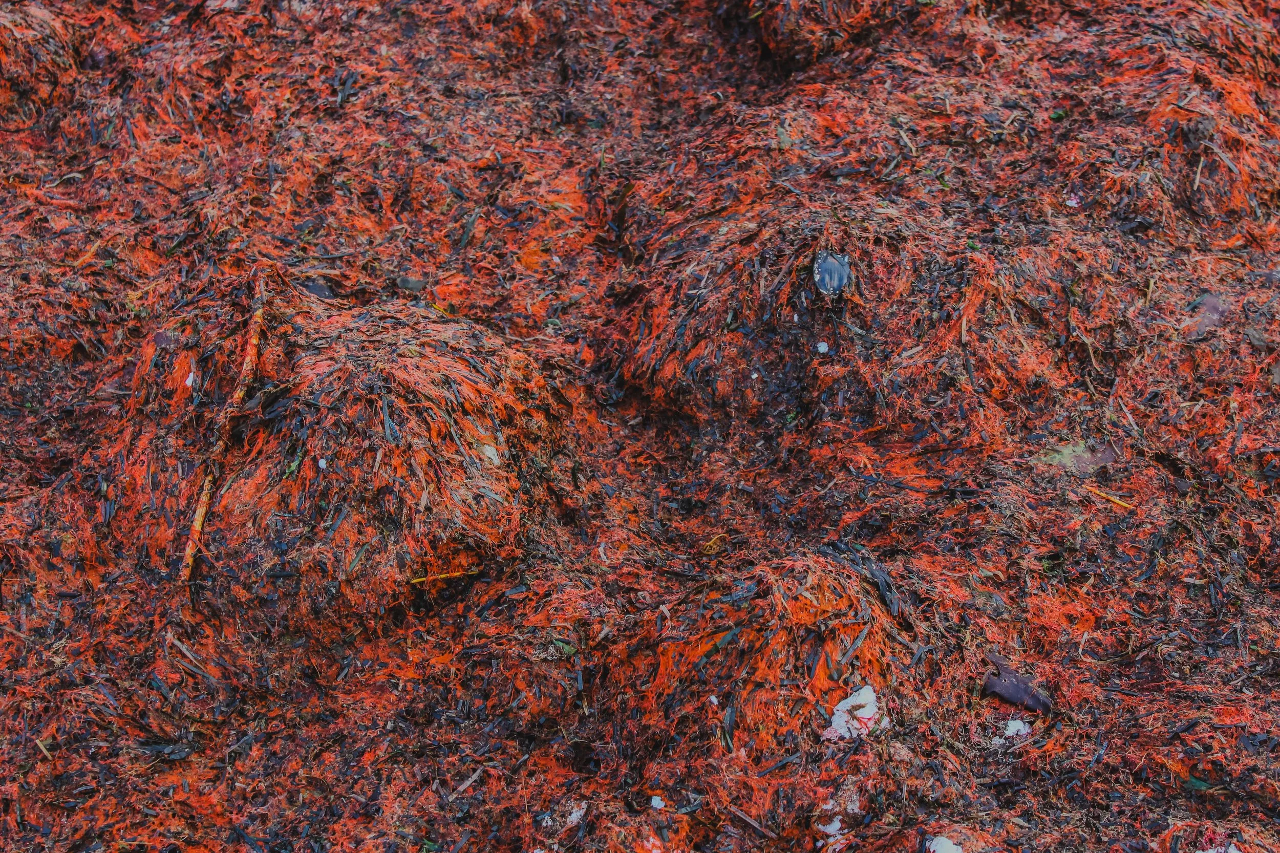 Red Seaweed