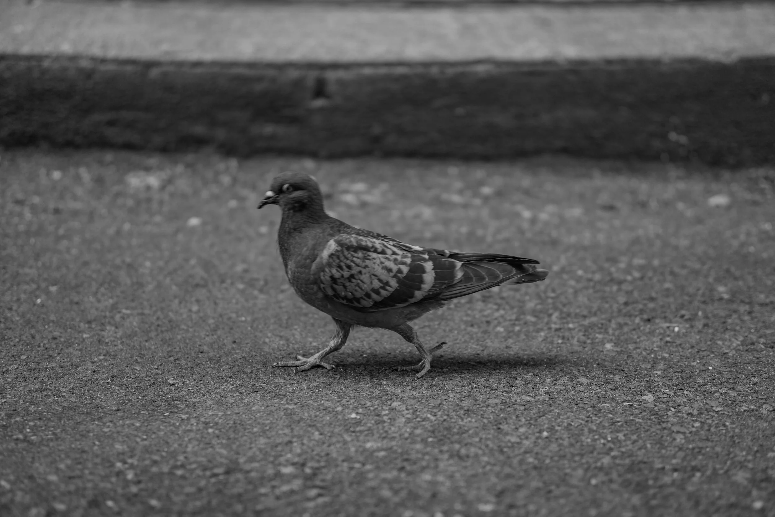 2024 Montreal Pigeon.jpg