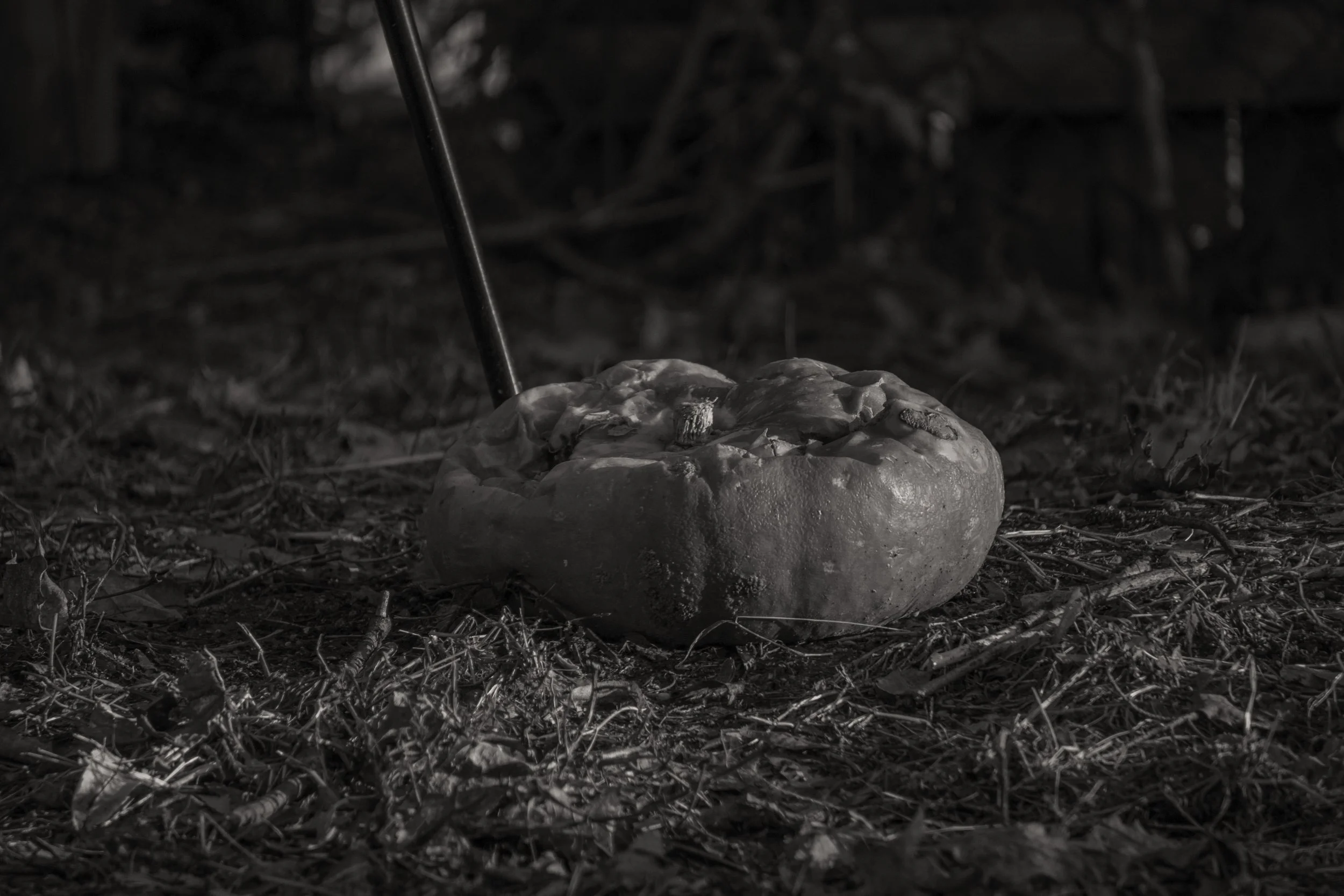 2024 Rotting Pumpkin.jpg