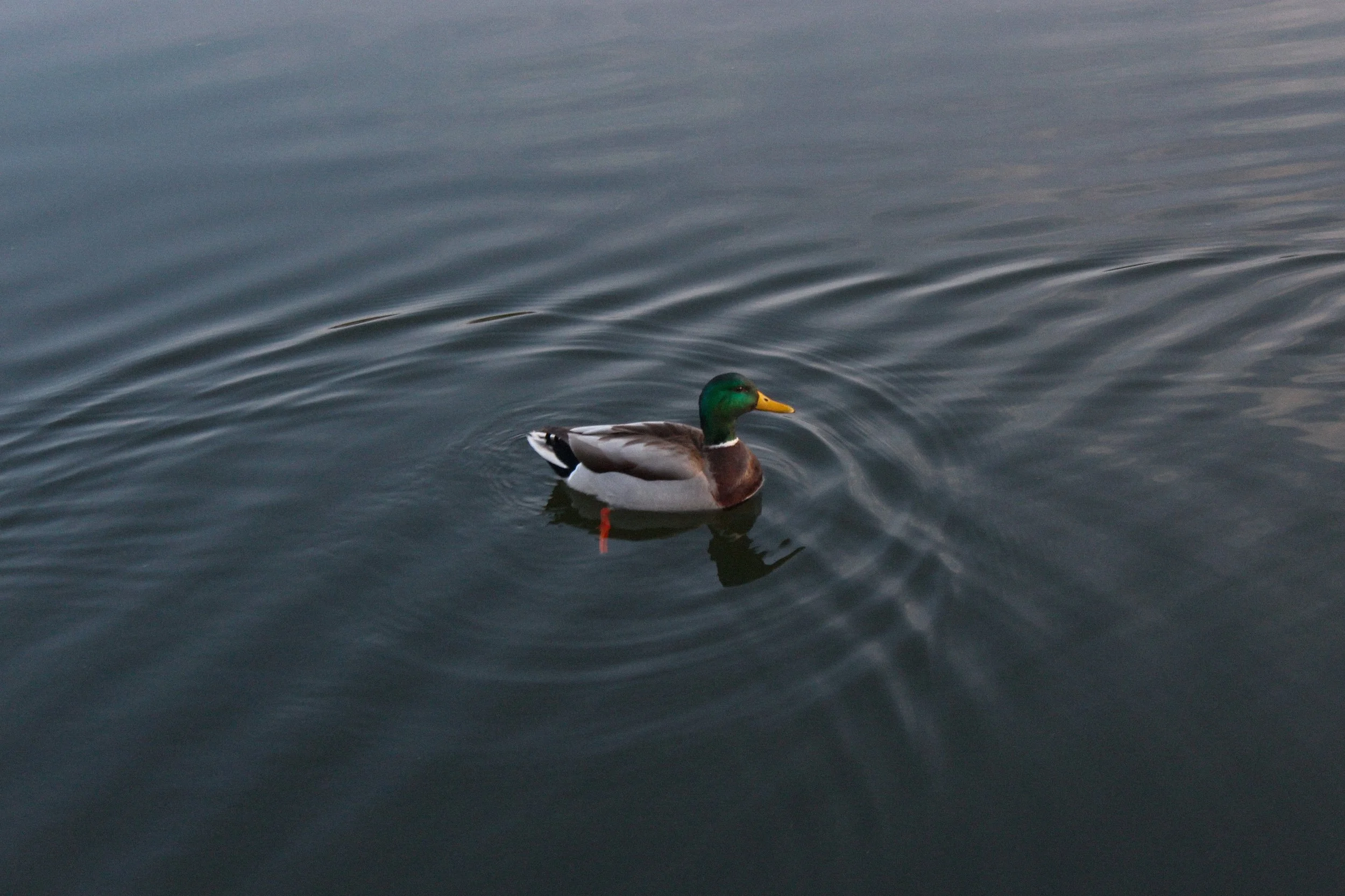Calm Duck
