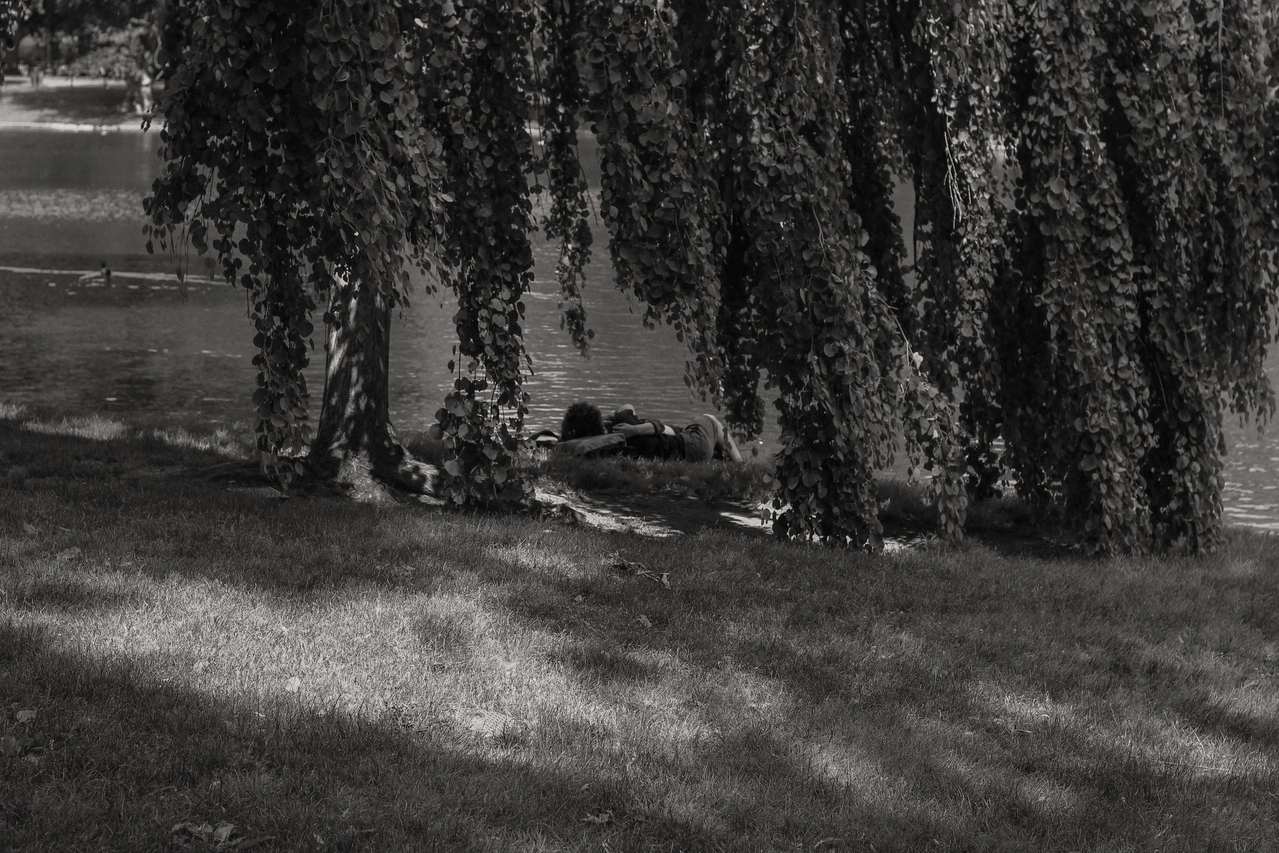 2013 Boston Commons Garden Couple Beneath Willow Tree