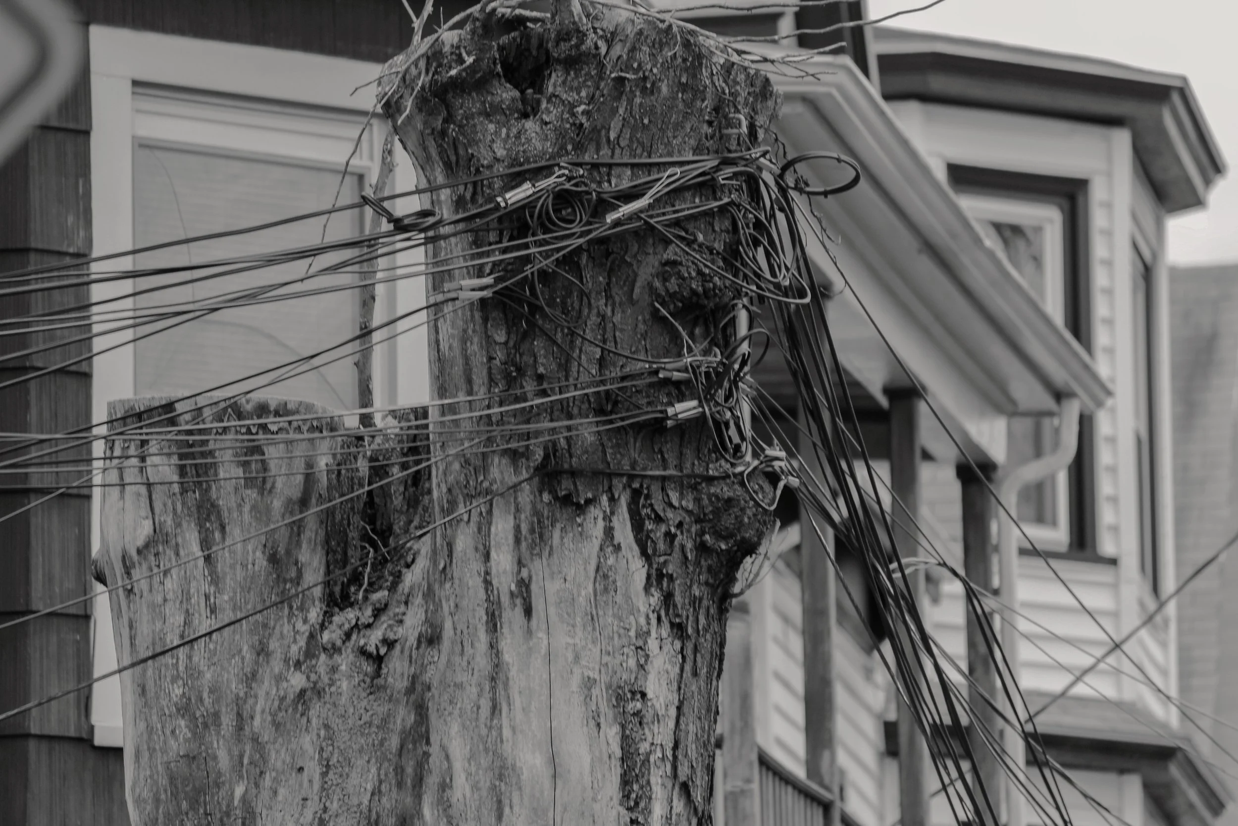 Tree holding up wires Lynn, MA