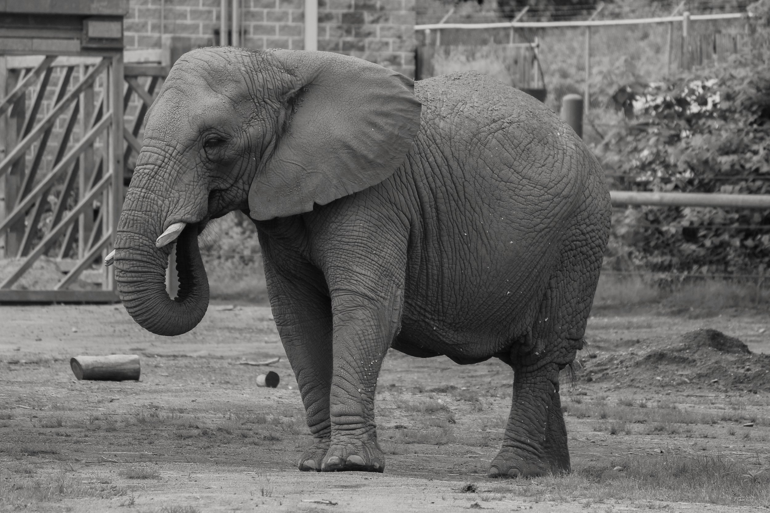 2013 Zoo Elephant.jpg