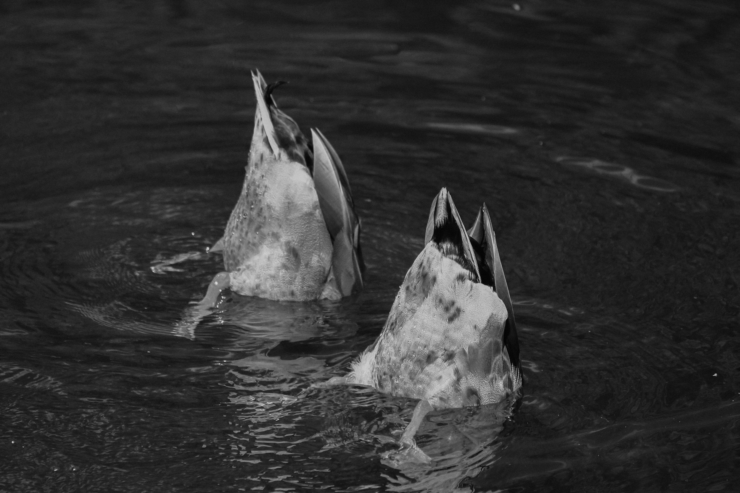 2013 Boston Common Divers.jpg