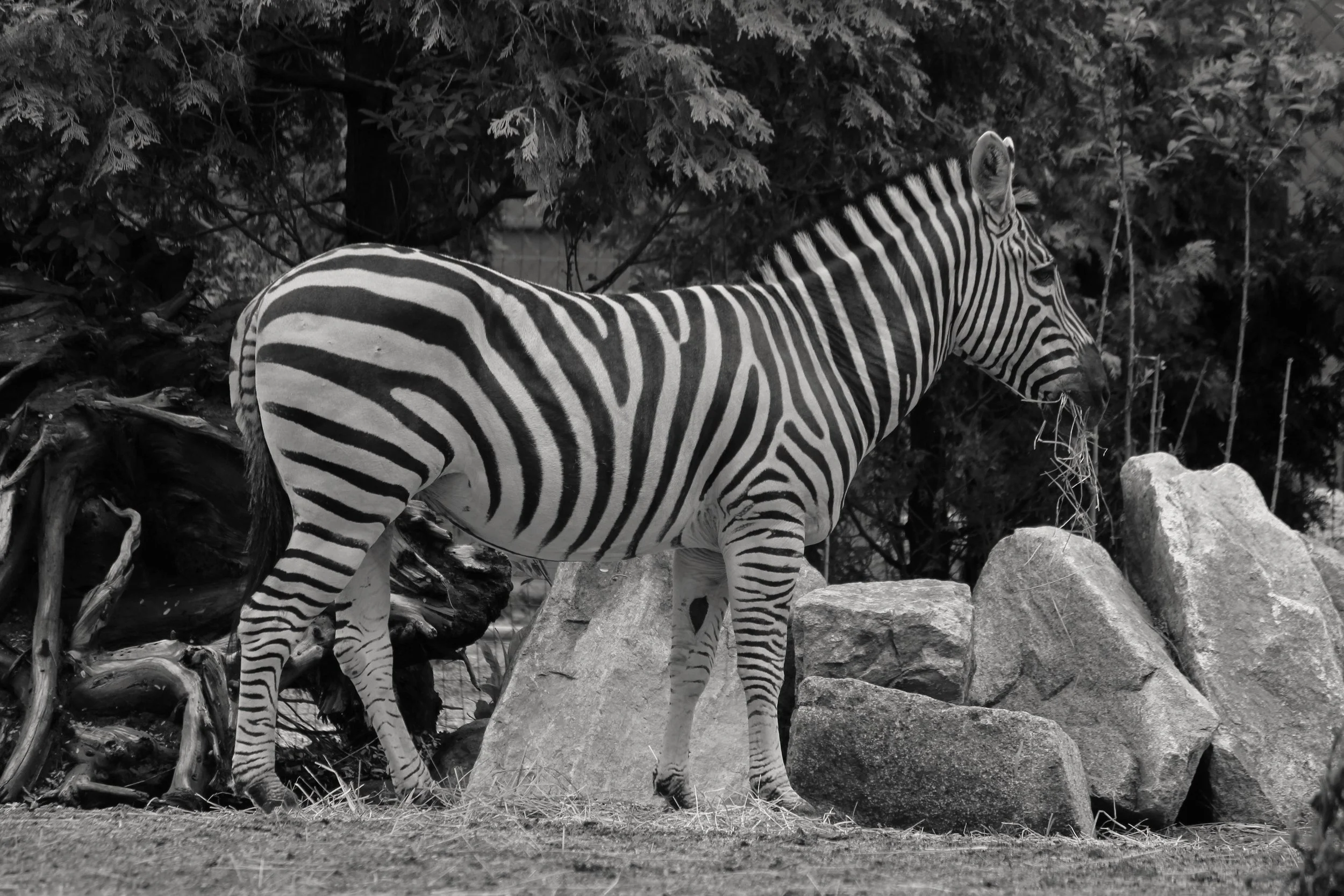 2013 Zebra.jpg