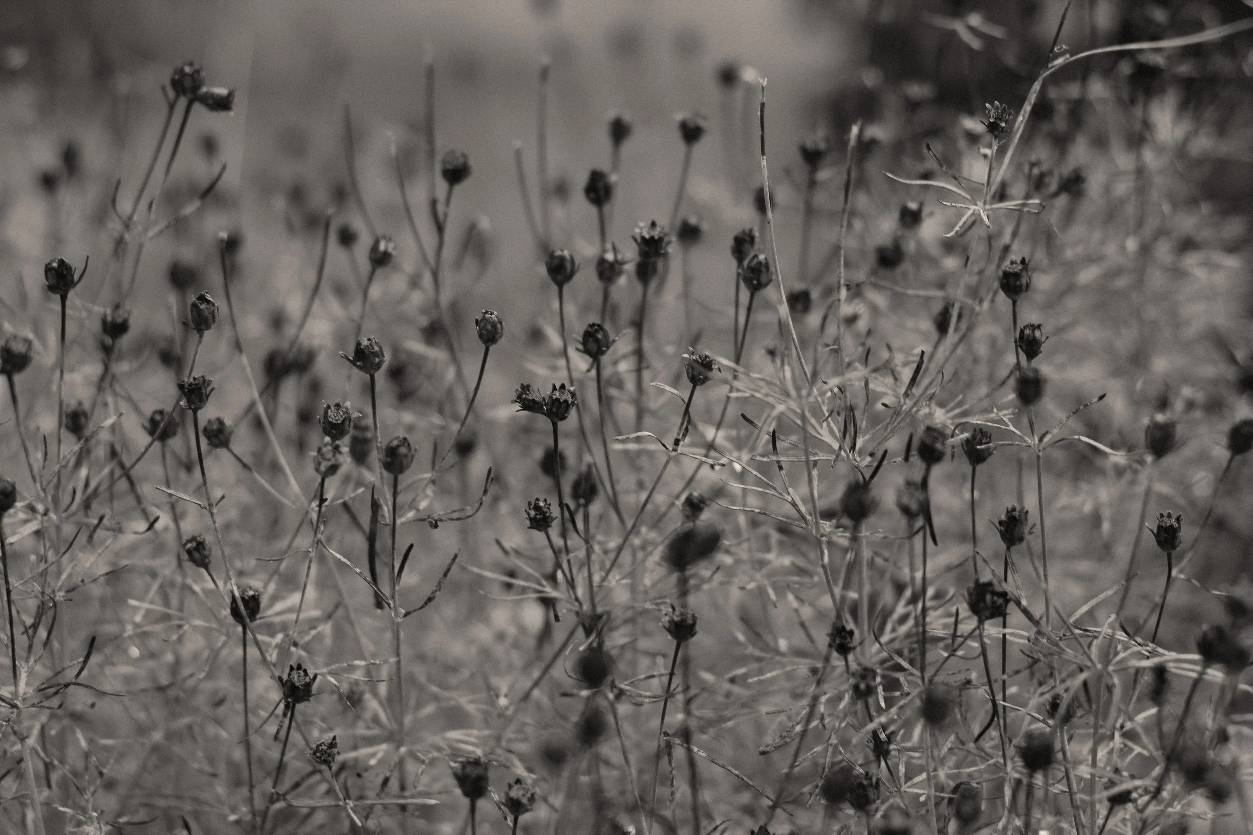 2013 October Flowers.jpg