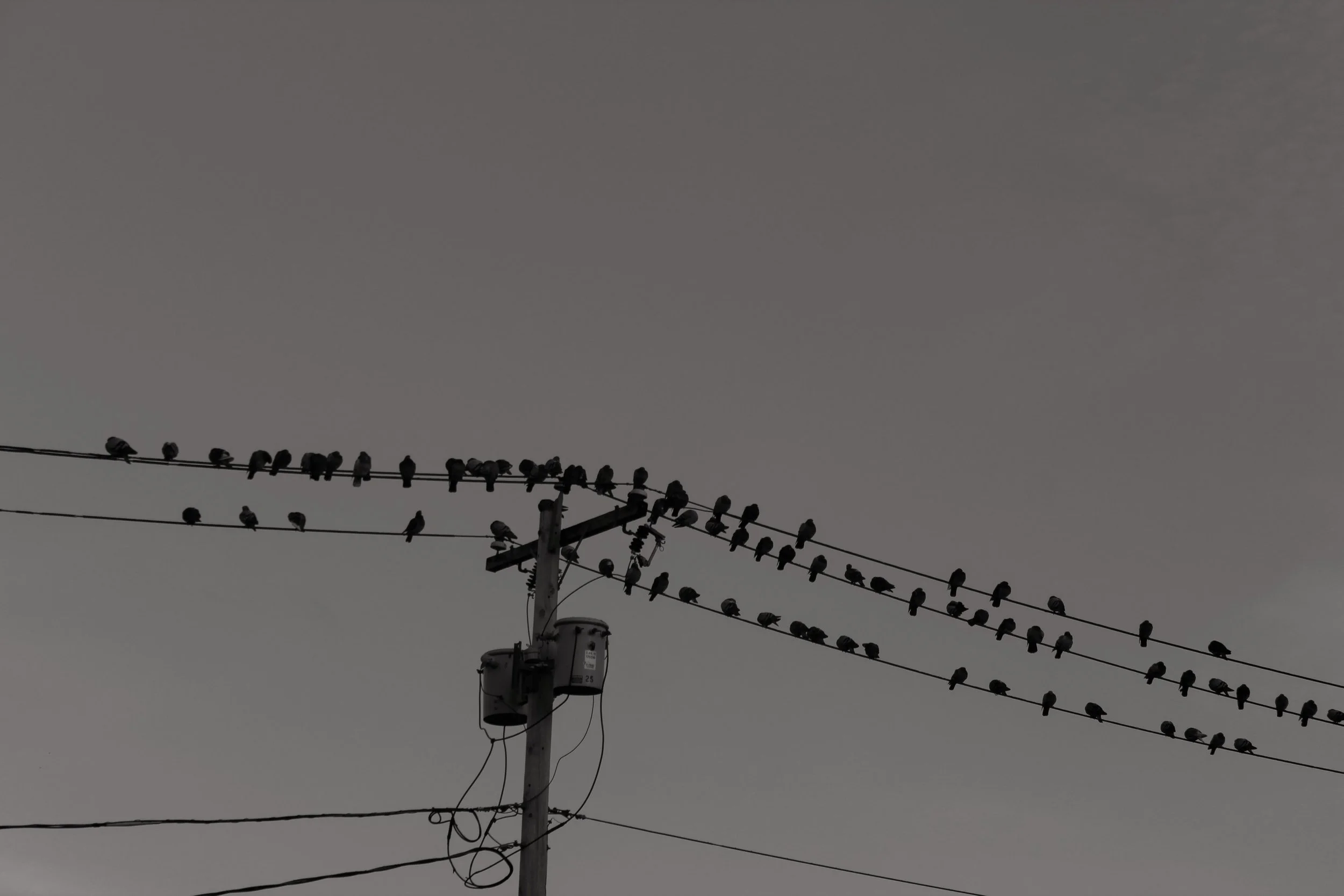 Birds gathering Lynn, MA