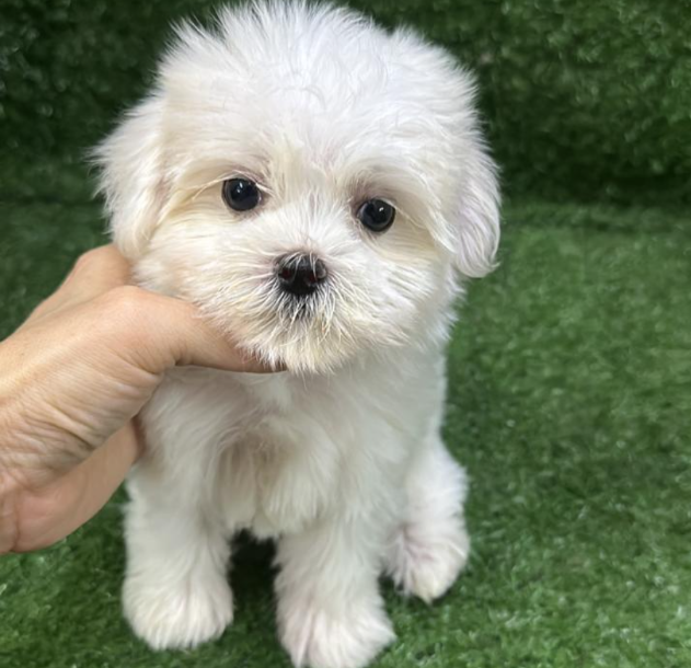 Screenshot 2026-02-11 160131.png