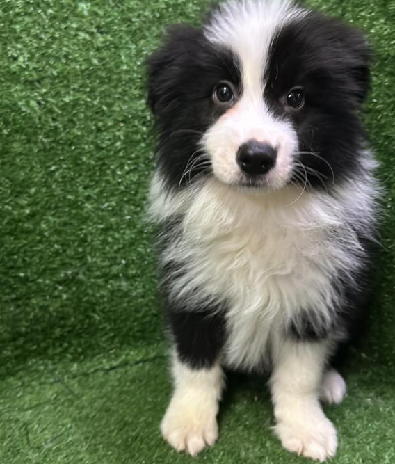 Border Collie 边境牧羊犬