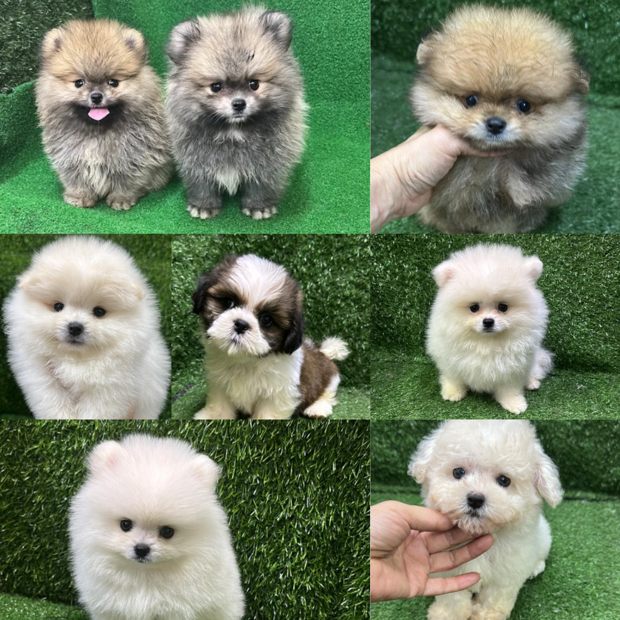 Collage of adorable fluffy puppies, including Pomeranians, Shih Tzus, and a small mixed breed, with some being held and others sitting on green turf.