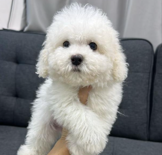 Tiny Poodle 泰迪犬