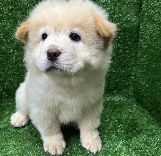 Chow Chow 松狮犬