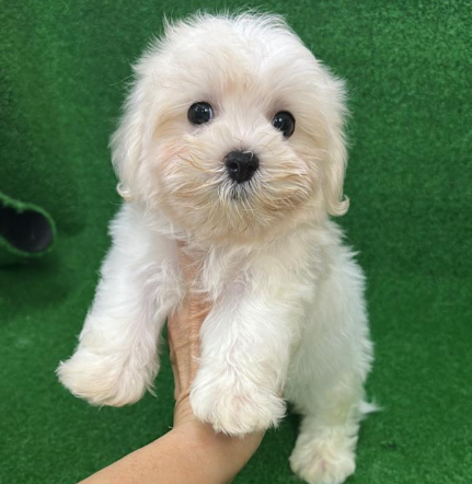 Maltese 马尔济斯