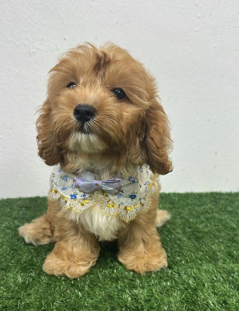 Cavapoo (Cavalier King Charles mixed poodle) 卡布犬