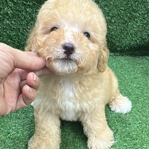 Maltipoo ( Maltese mixed poodle)  马尔泰