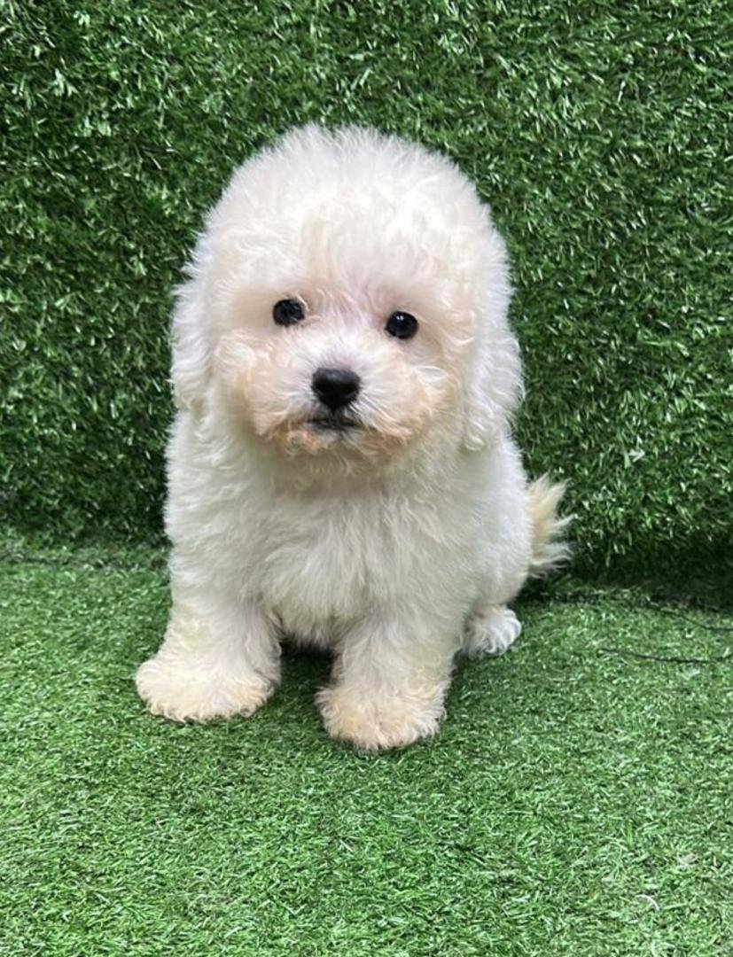 Bichonspitz (Bichon mixed Spitz) 比熊狐