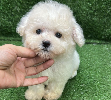 Bichon Frise 比熊犬