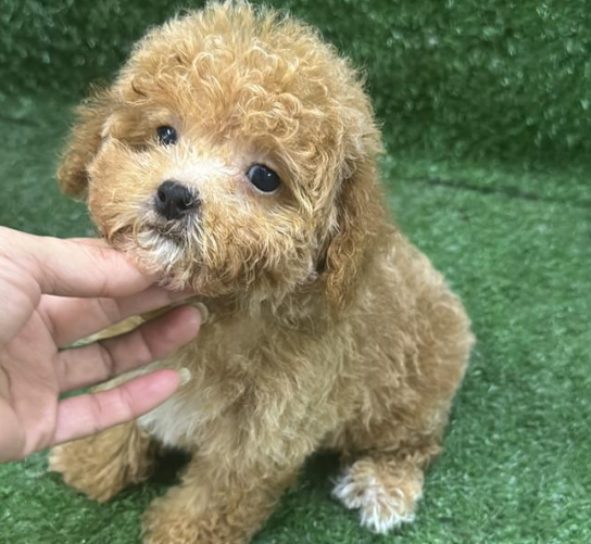 Screenshot 2026-02-11 162116.png