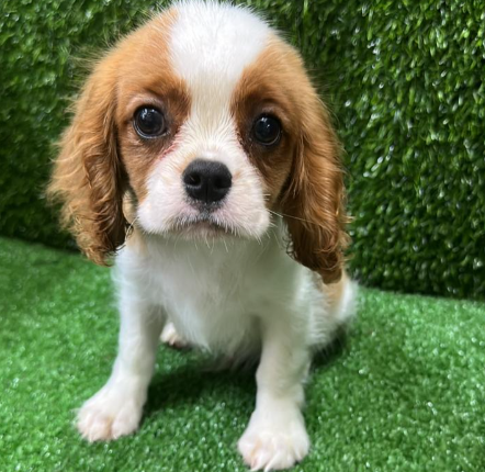 Cavalier King Charlie       骑士查理王猎犬