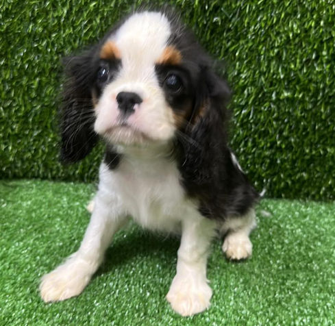 Screenshot 2026-02-11 155648.png