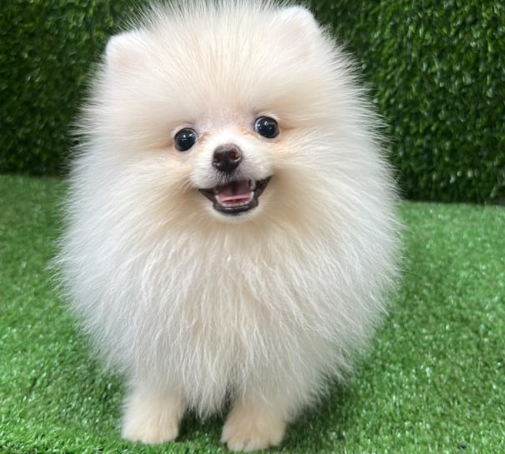 Pomeranian  博美