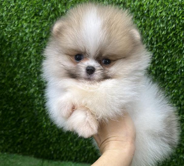 Screenshot 2026-02-11 153559.png