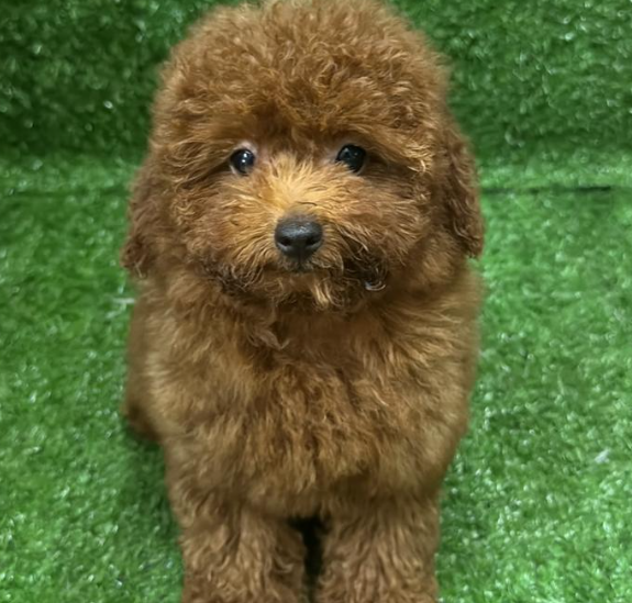 Tiny Poodle 泰迪犬